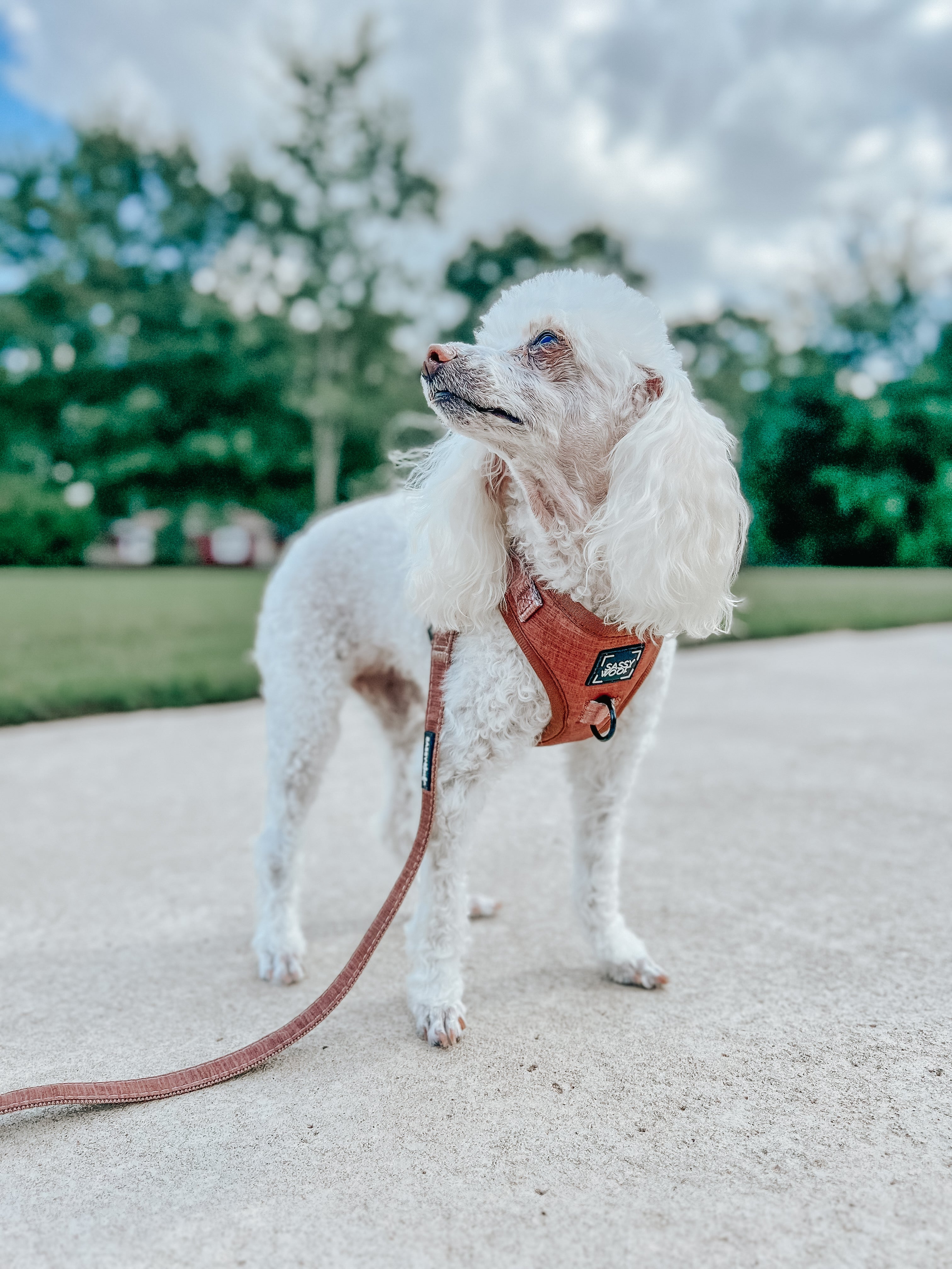 Dog Leash - Teddy