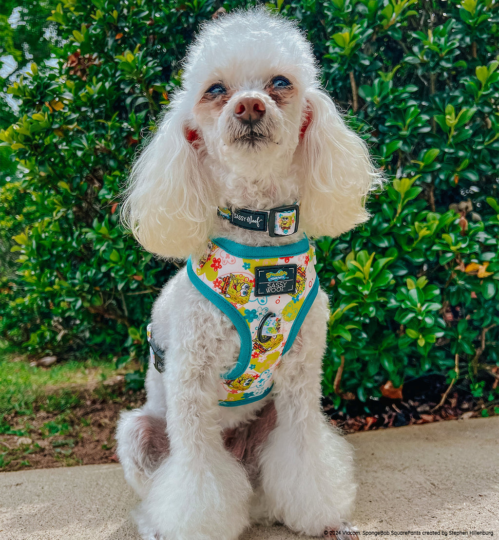 Dog Adjustable Harness - SpongeBob SquarePants™ Bikini Bottom