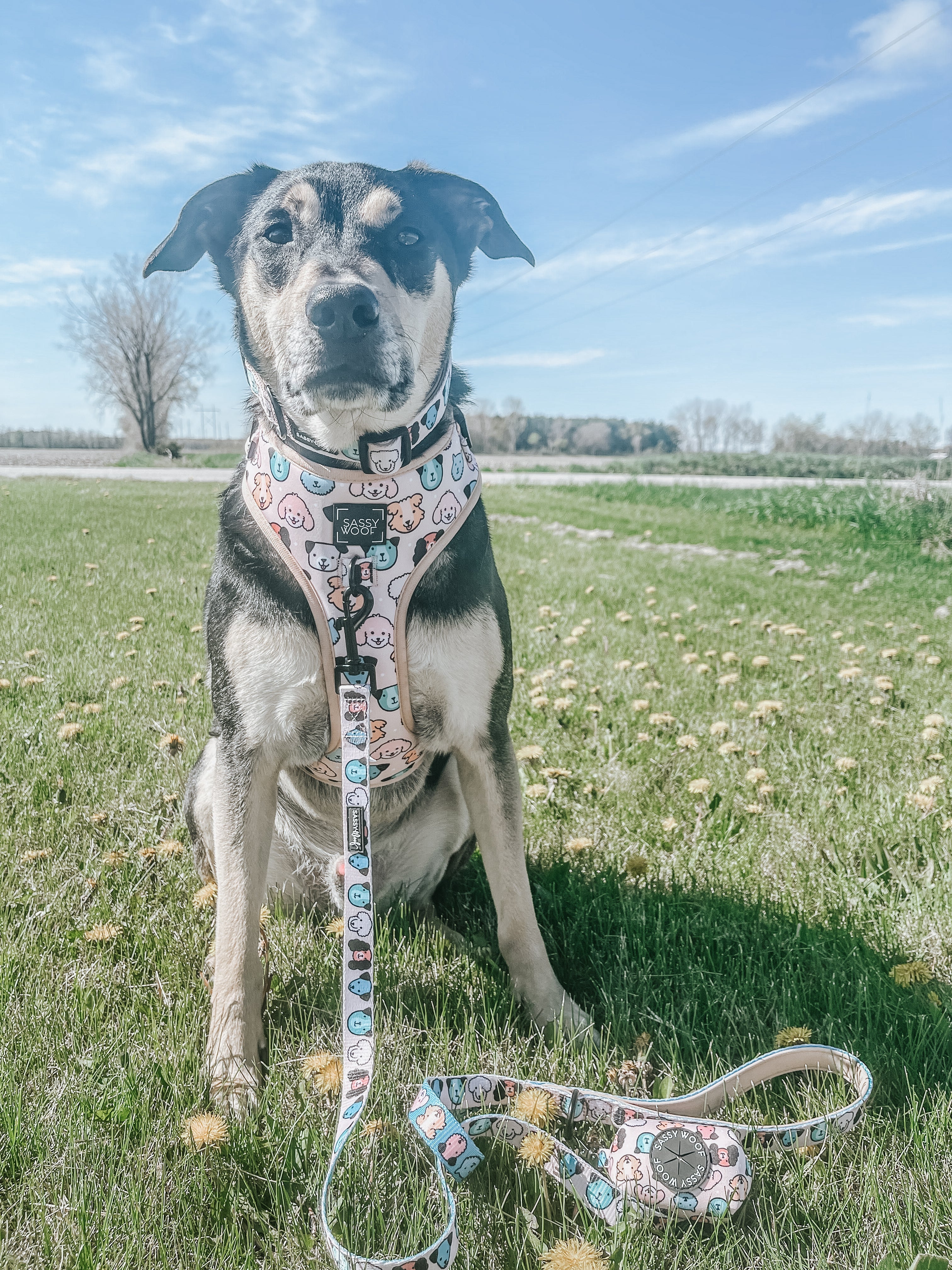 Dog Collar - Mixed With Love