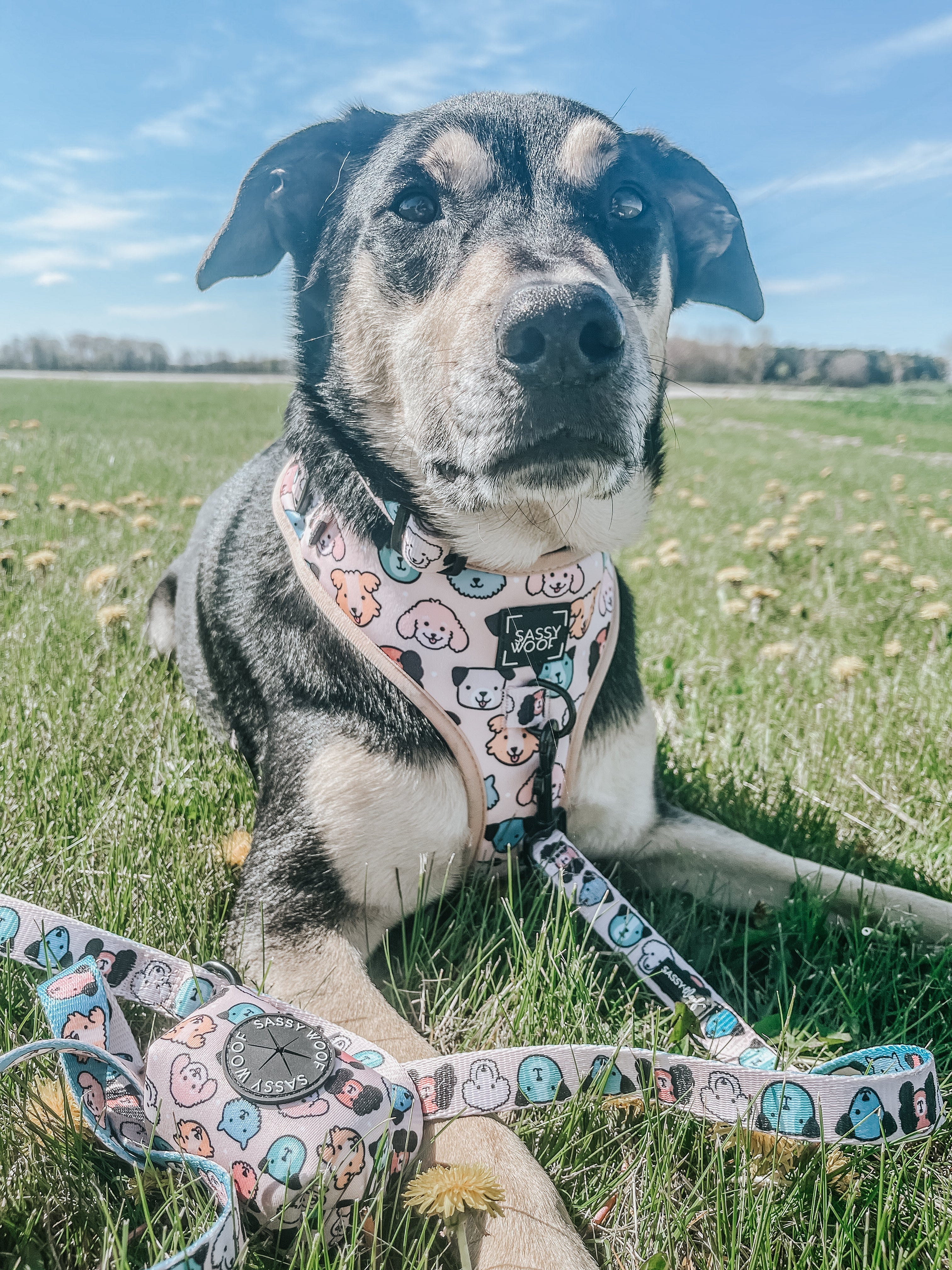 Dog Leash - Mixed With Love