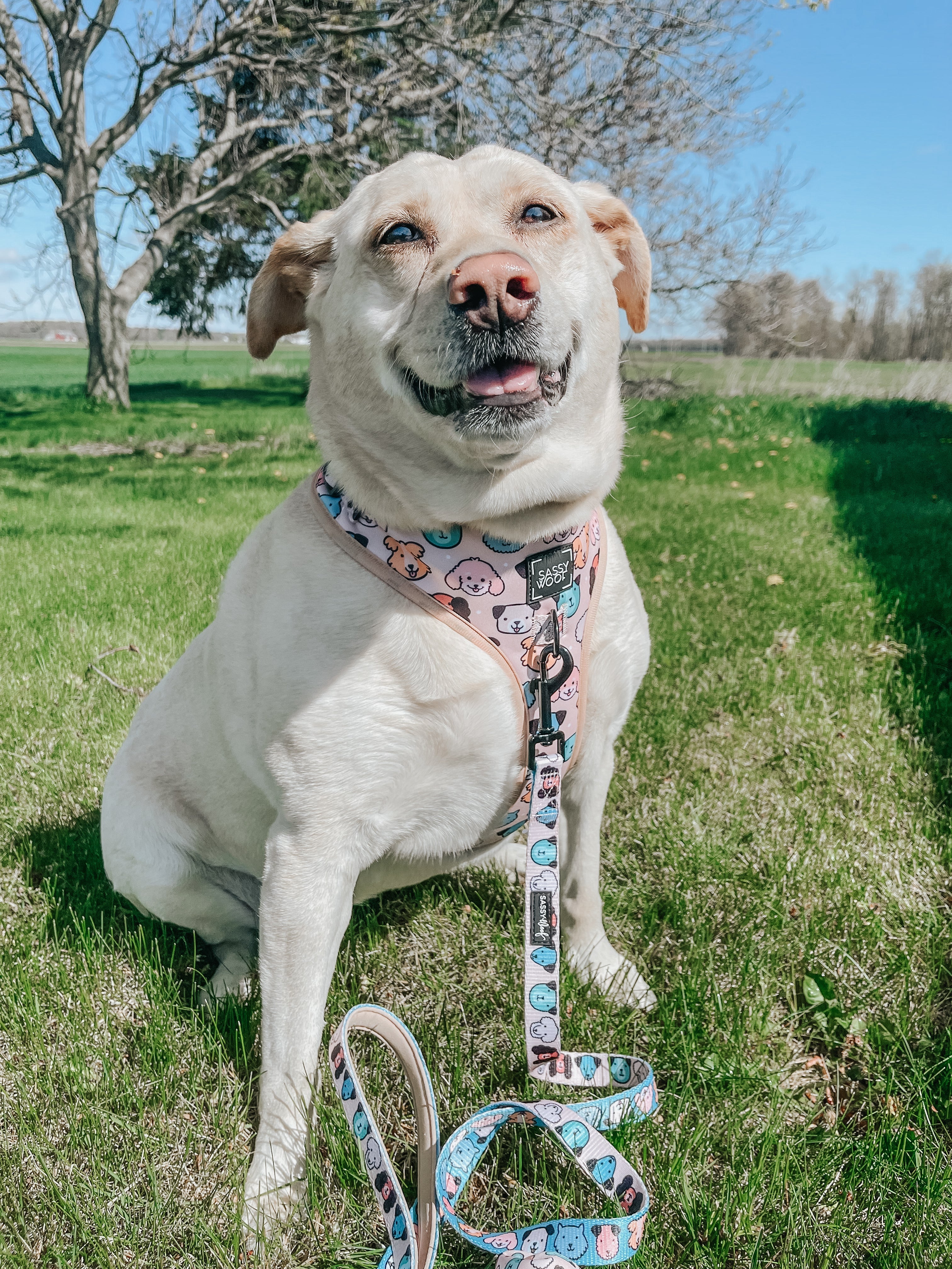 Dog Leash - Mixed With Love