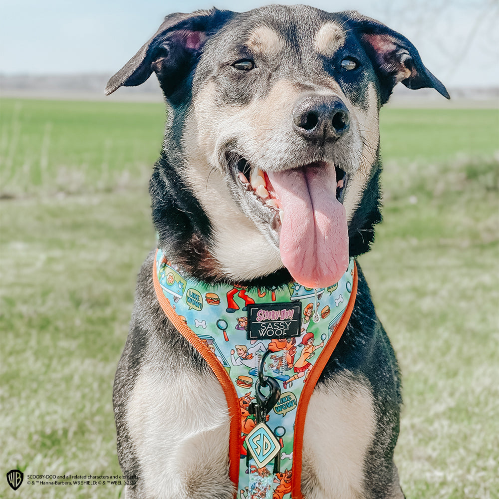Collar Tag - Scooby-Doo™