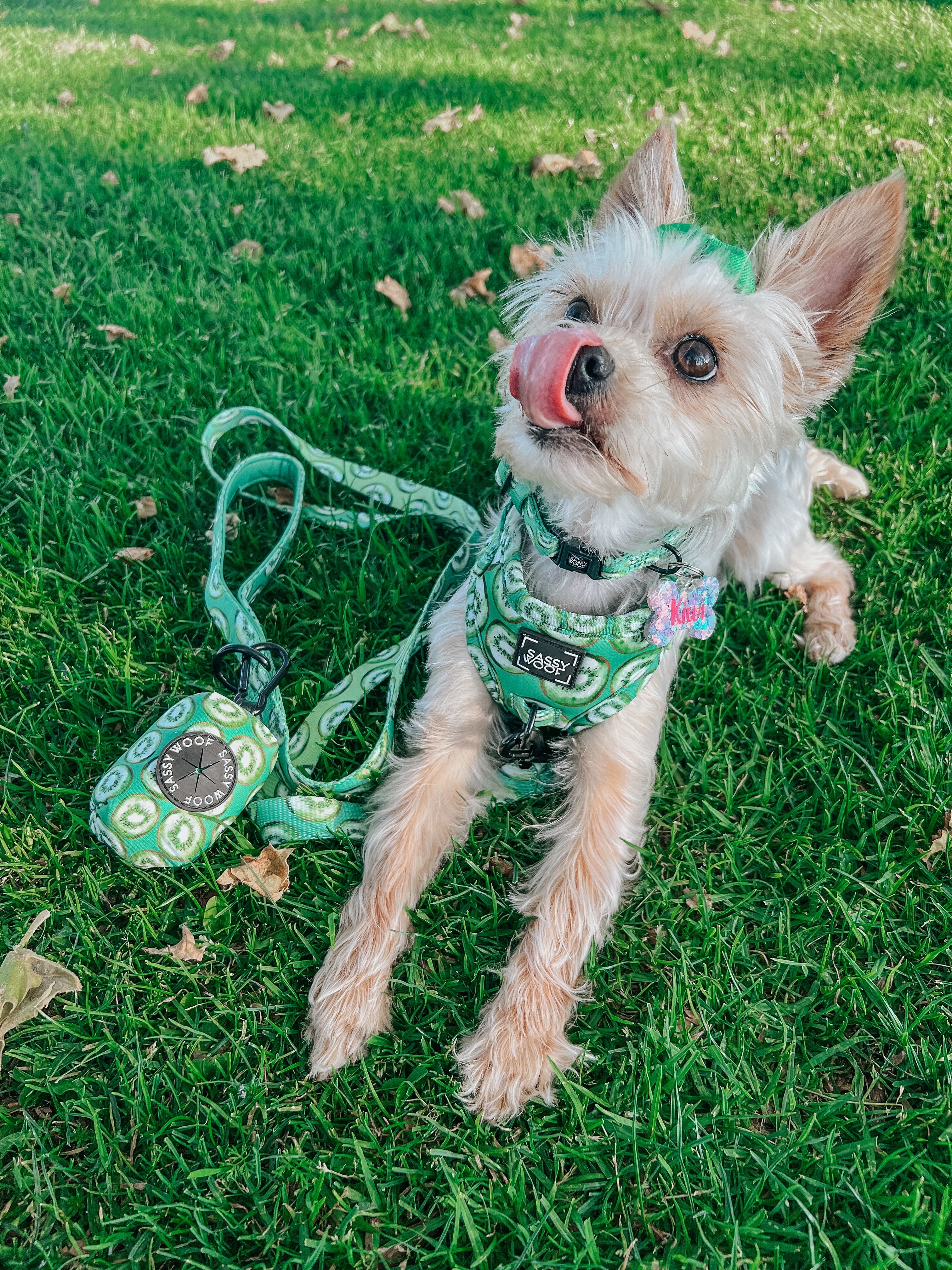 Dog Collar - Kiwi Krazy