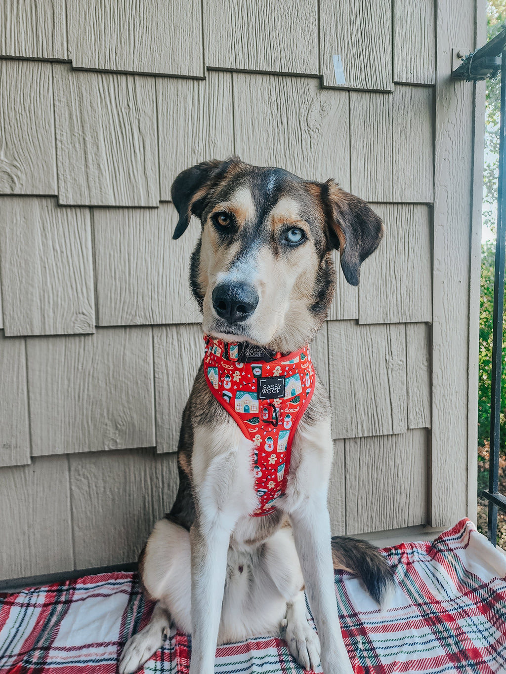 Dog Collar - Sleigh Baby Sleigh