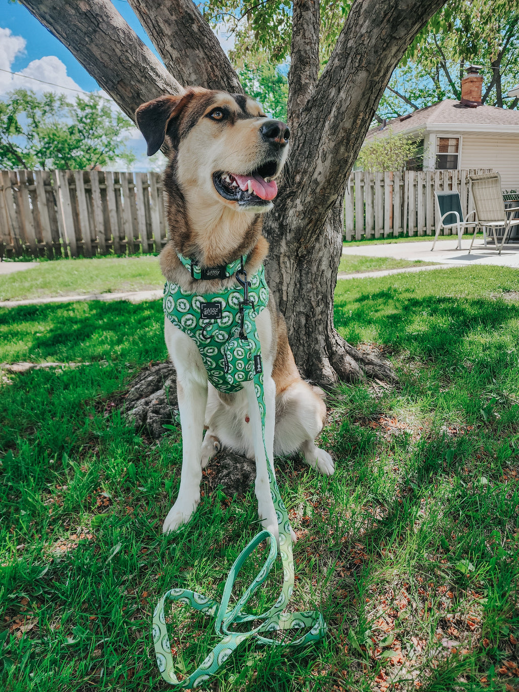 Dog Collar - Kiwi Krazy