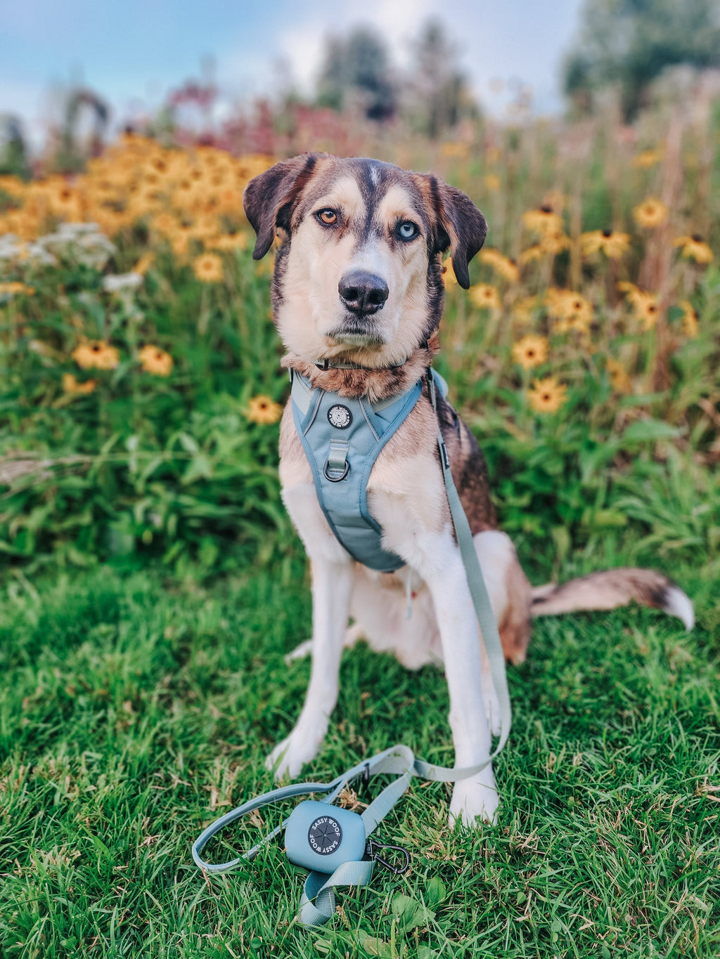 Dog Step-in Harness - Sage