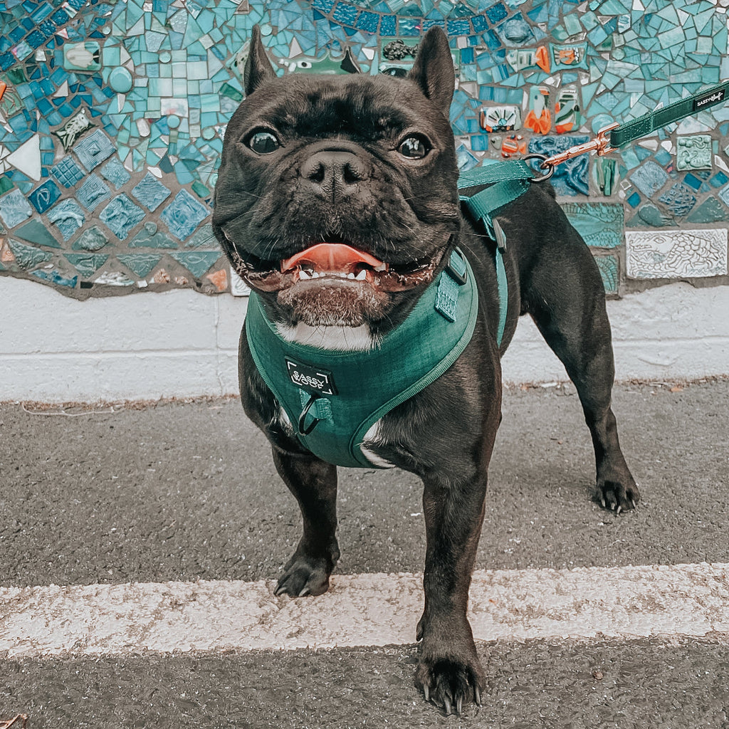 Dog Adjustable Harness - Forest