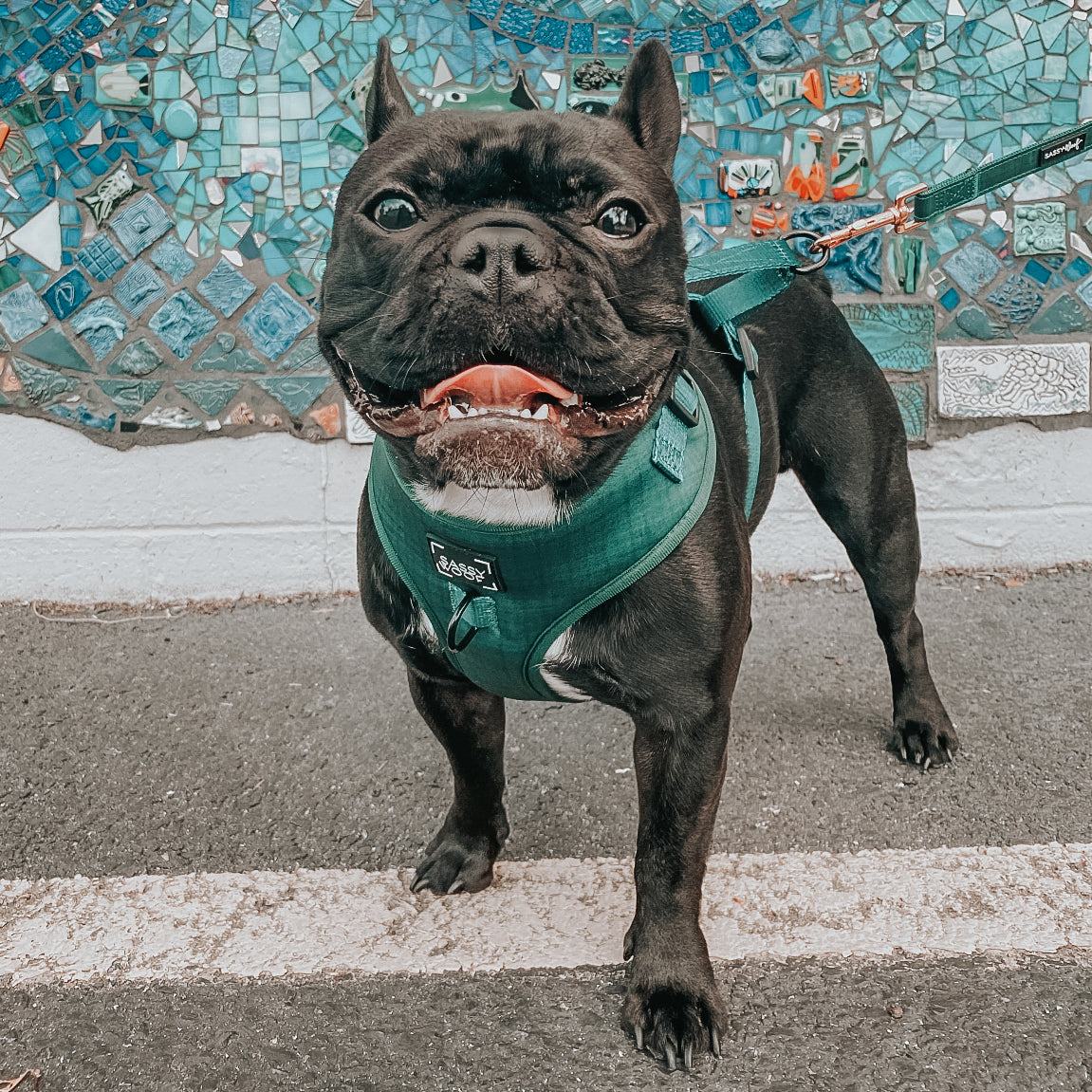Dog Adjustable Harness - Forest