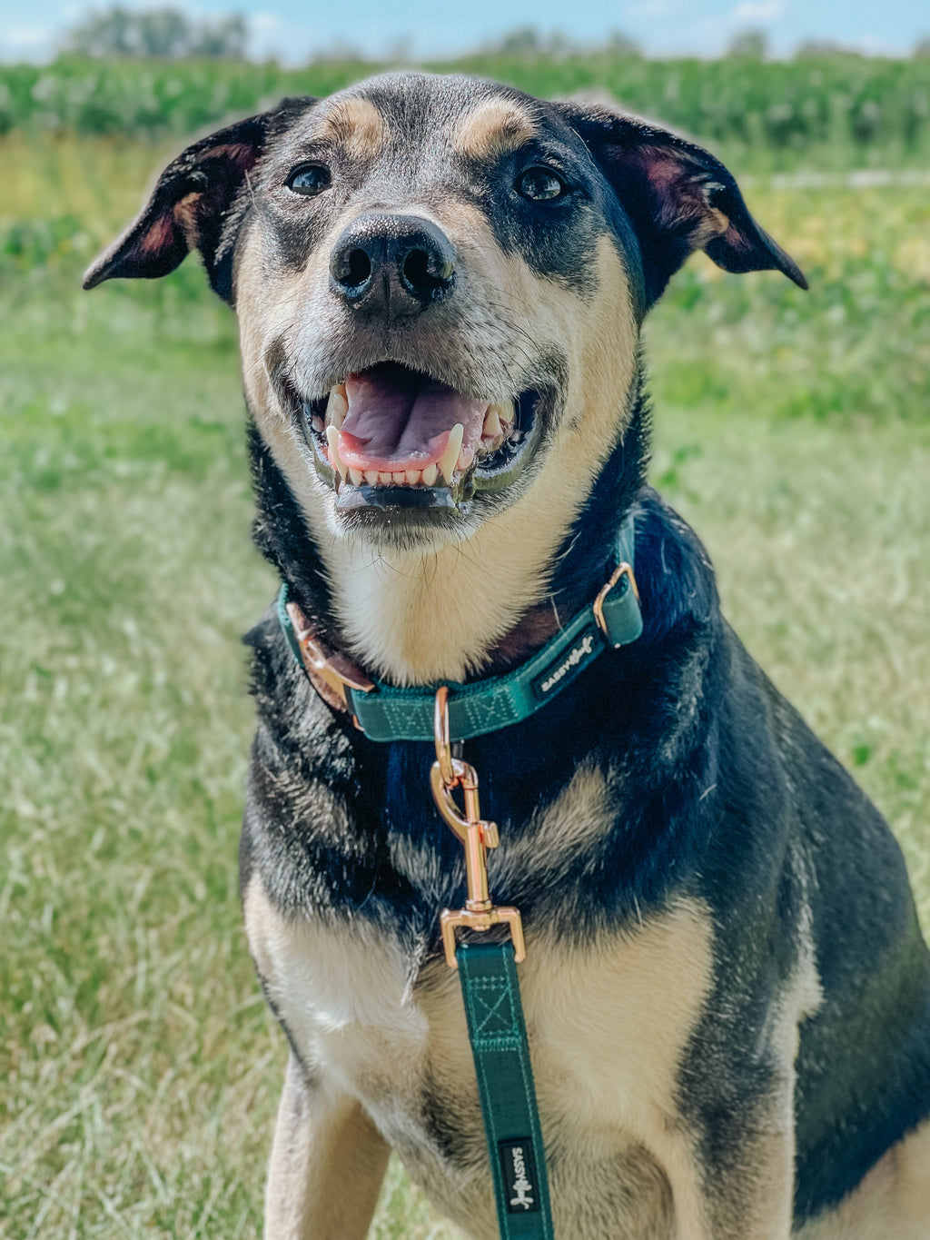 Dog Collar - Forest