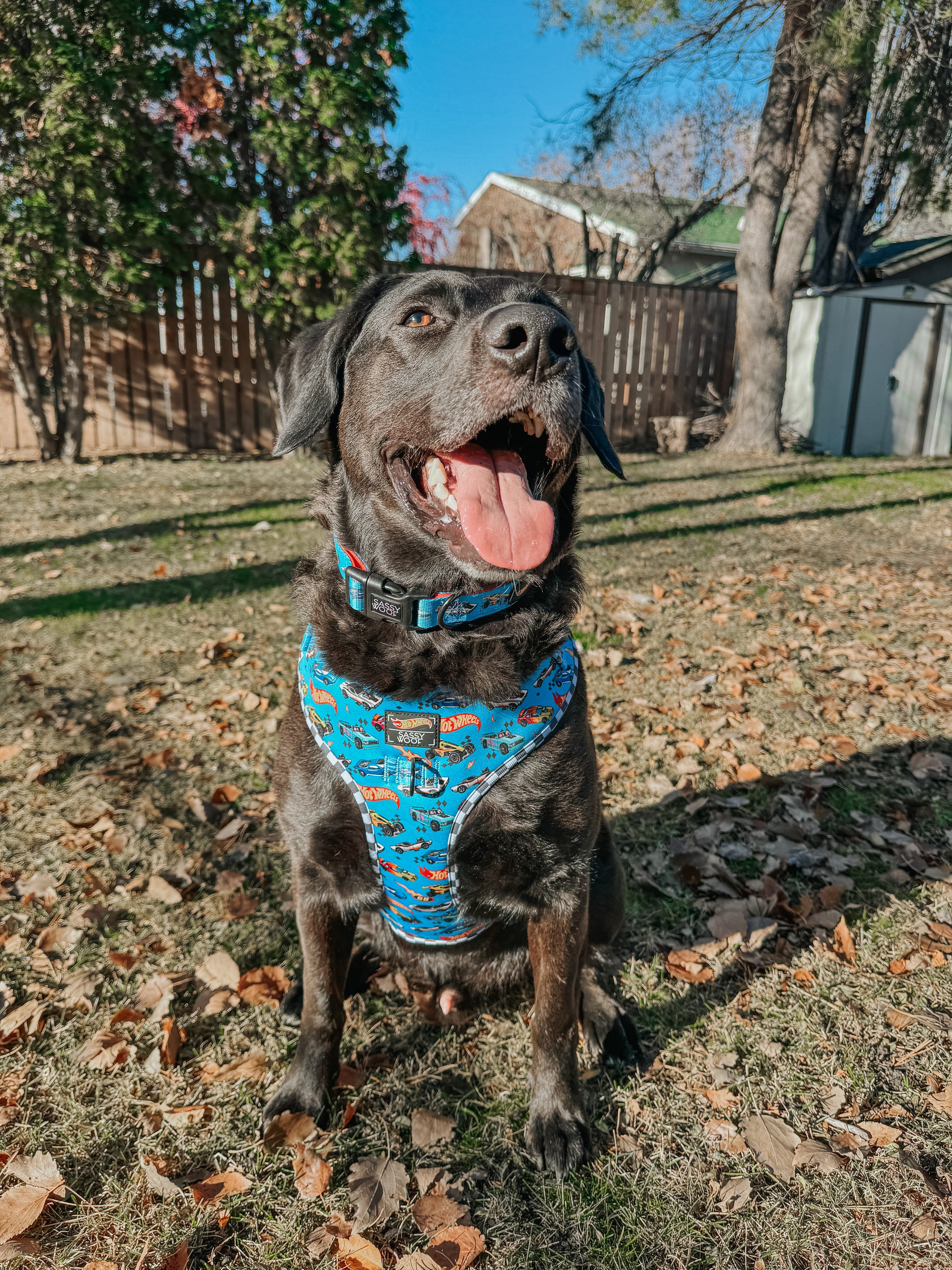 Dog Collar - Hot Wheels™