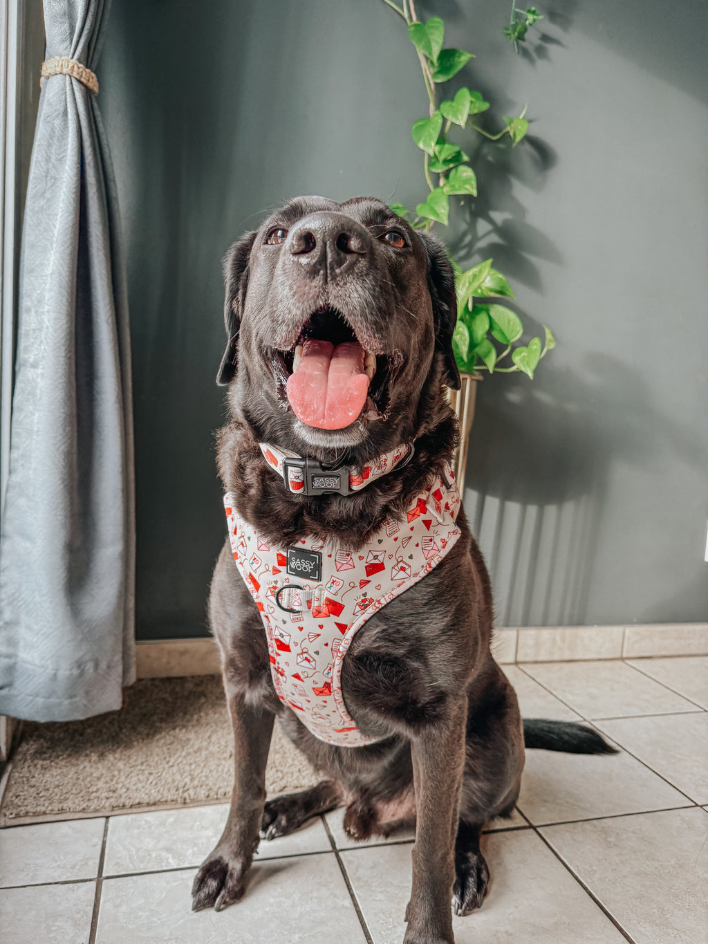 Dog Collar - P.S. I Woof You