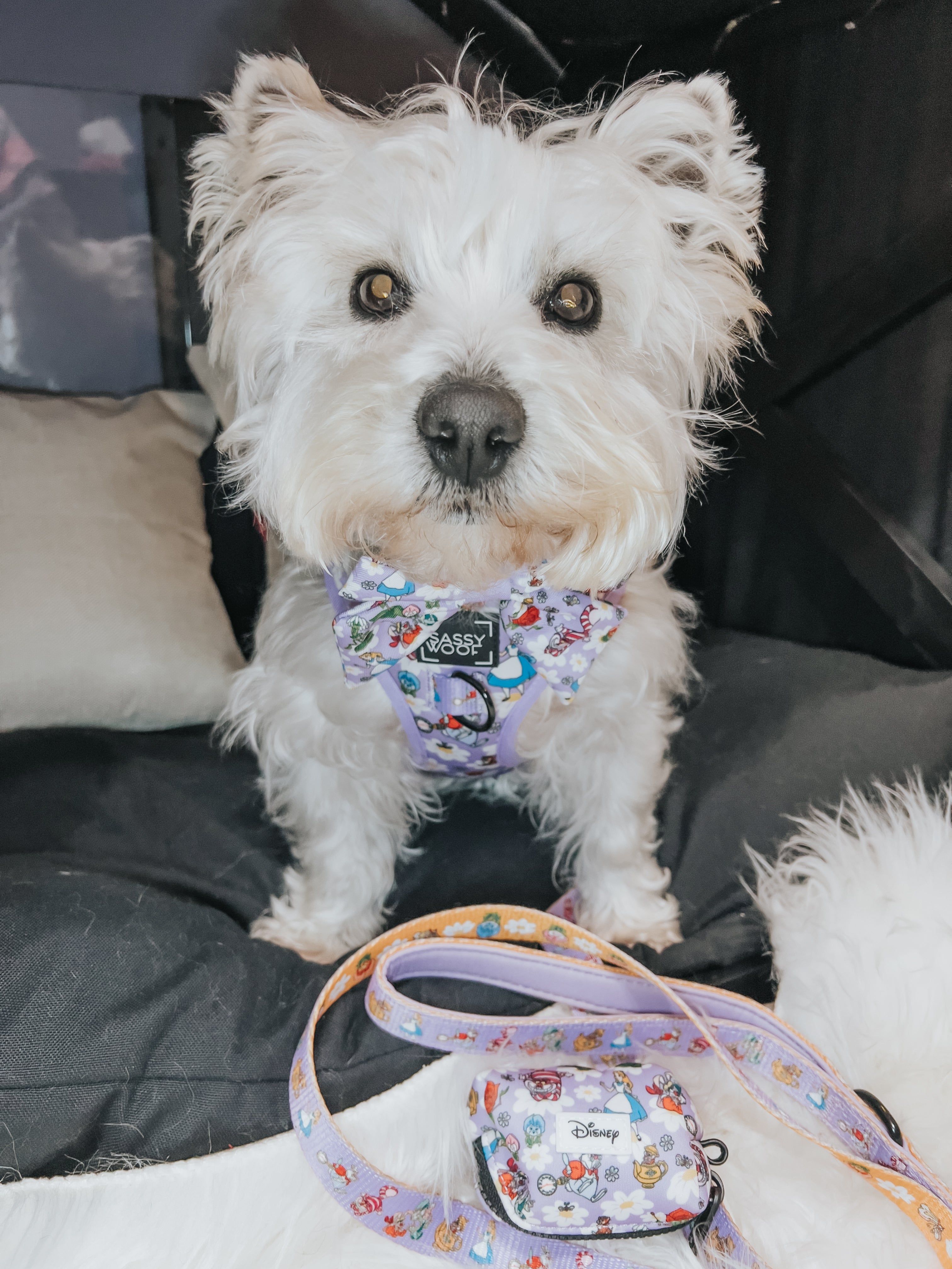 Dog Leash - Alice in Wonderland (Purple)