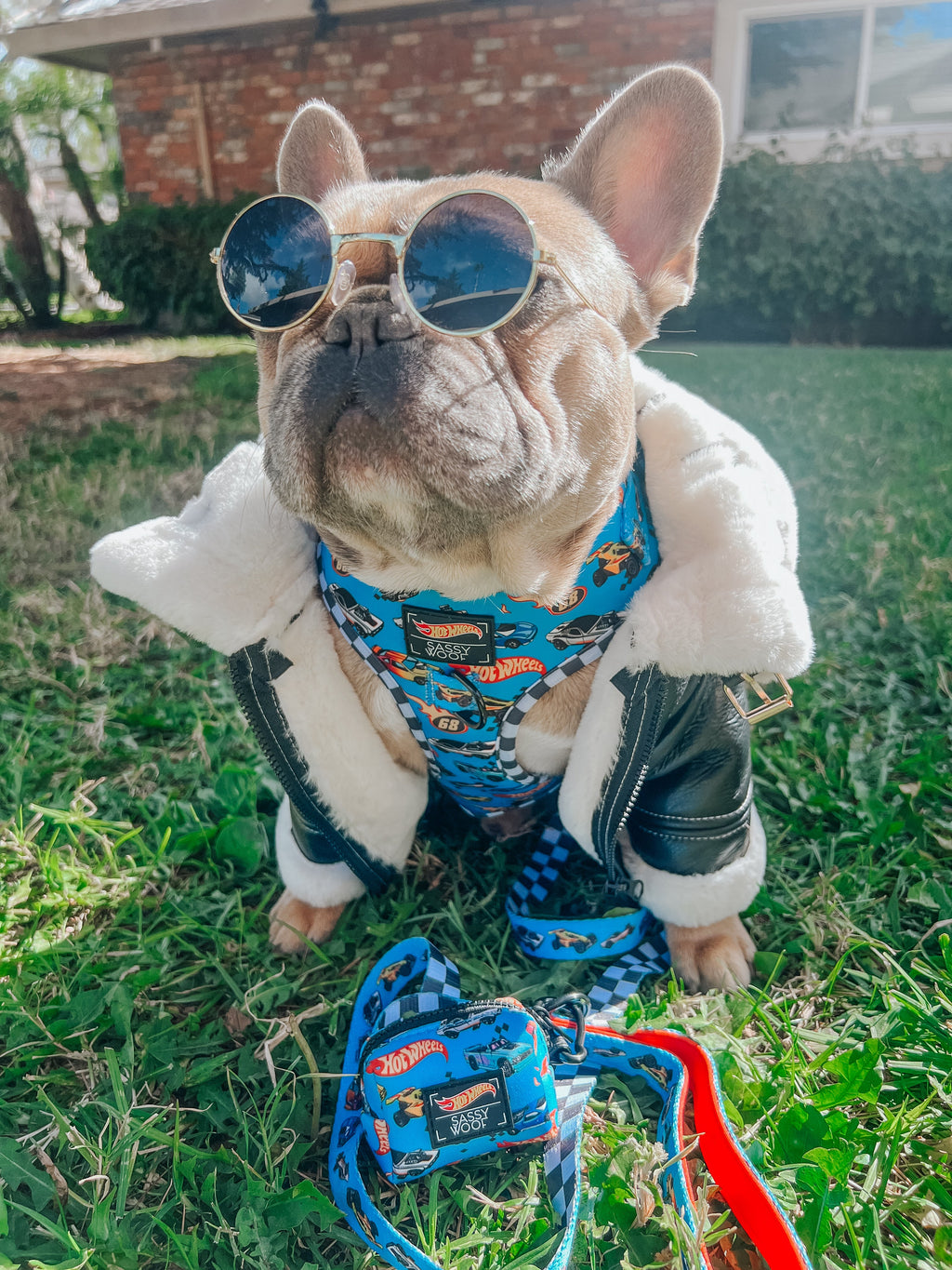 Dog Collar - Hot Wheels™