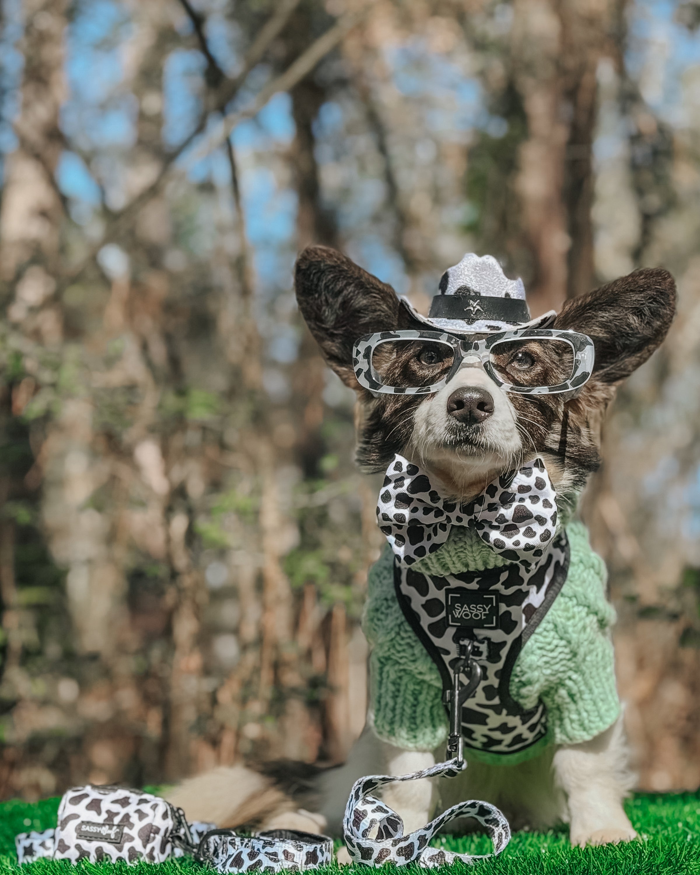 Dog Collar - Whole Milk