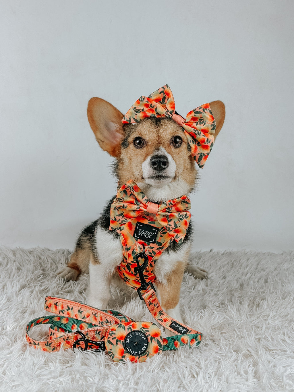Dog Leash  - Mango Tango
