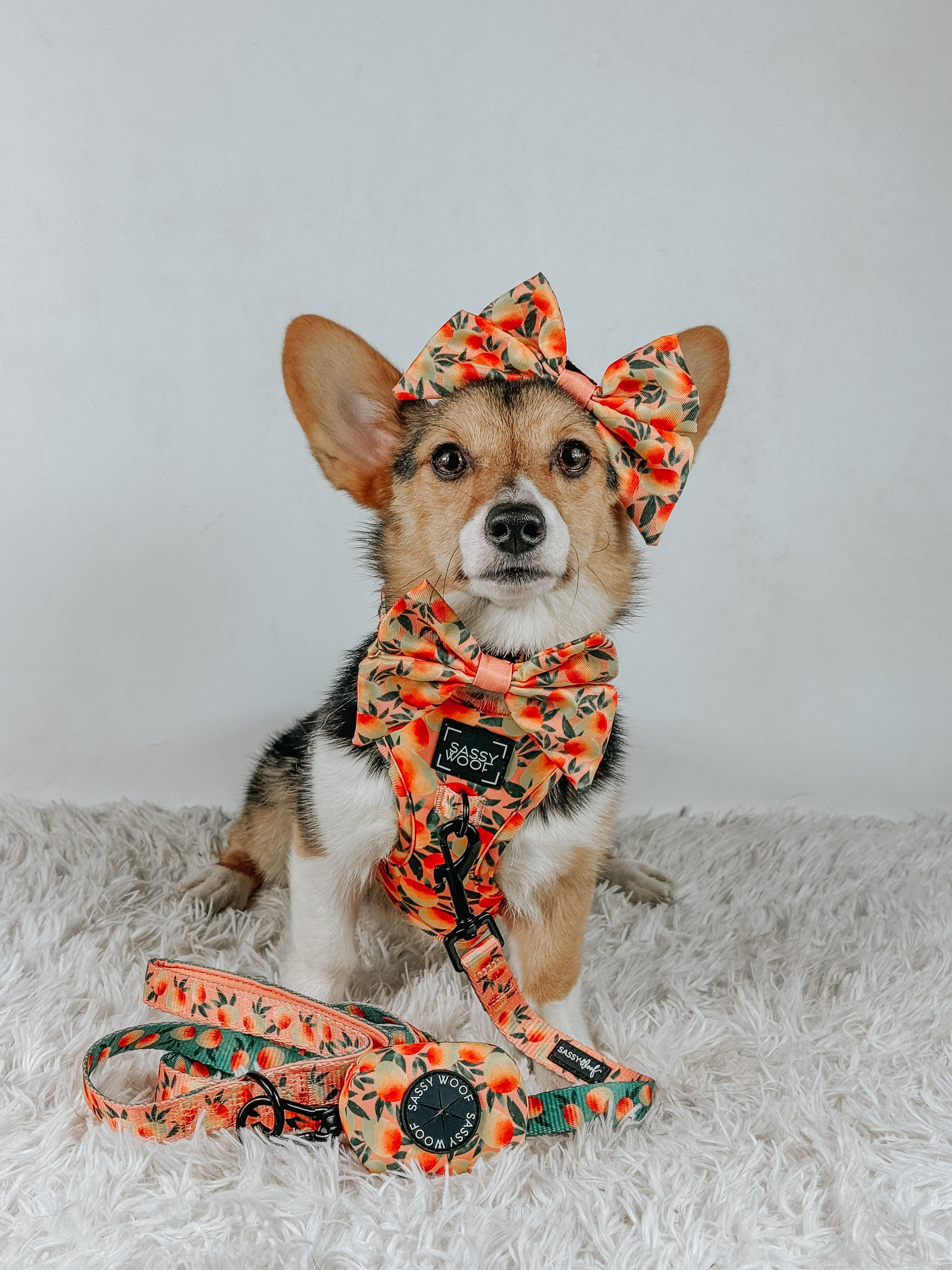 Dog Leash  - Mango Tango