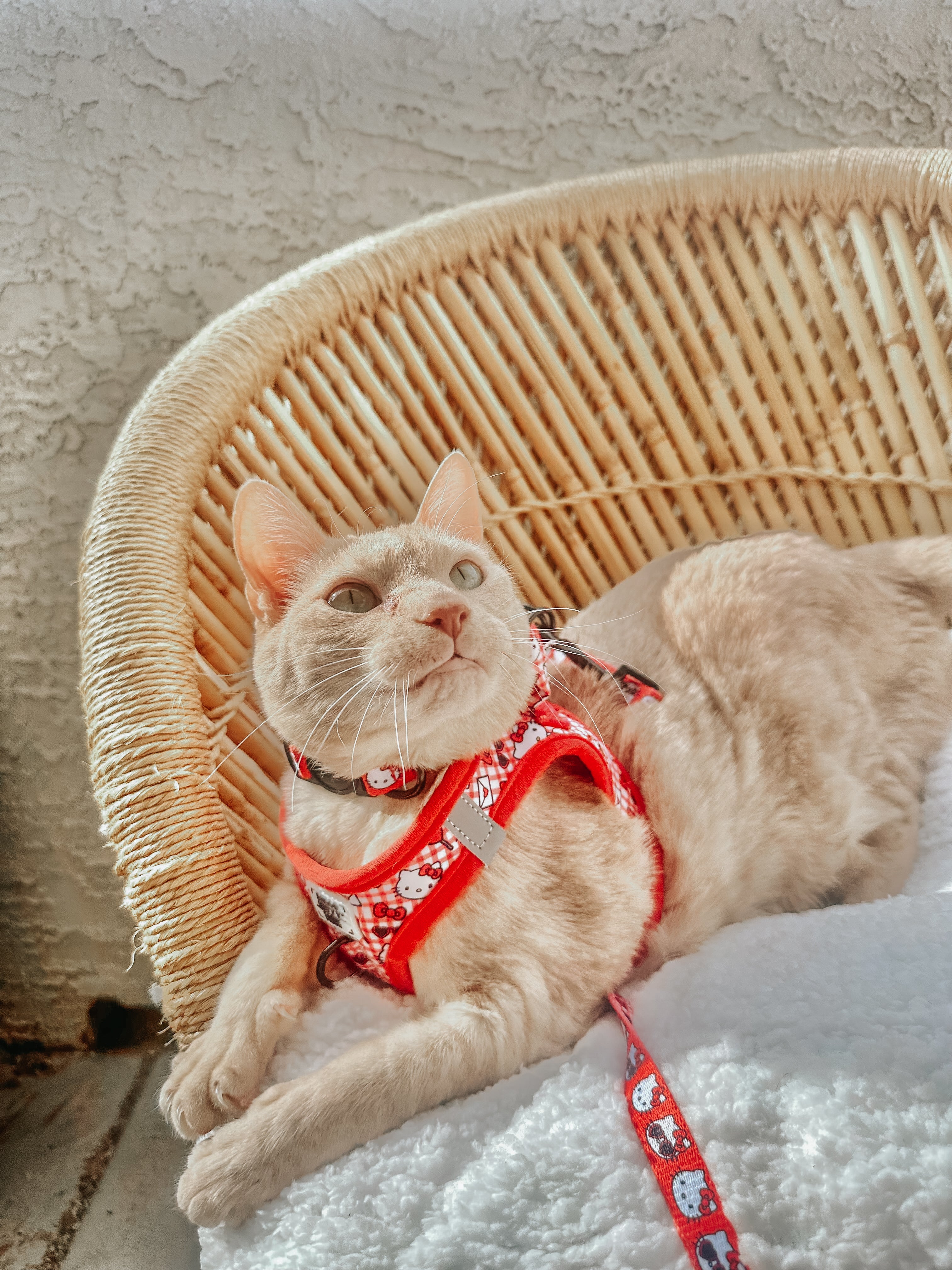 Cat Step-In Harness - Hello Kitty® Red Classic