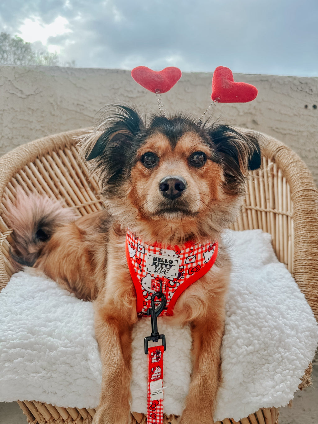 Dog Adjustable Harness - Hello Kitty® Red Classic