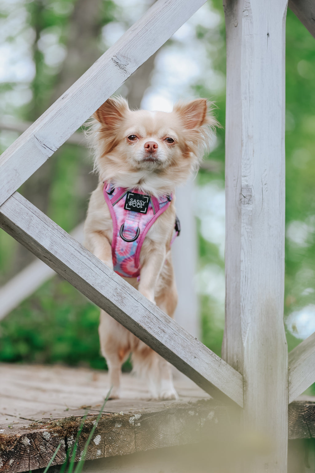 Dog Step-in Harness - Purple Haze