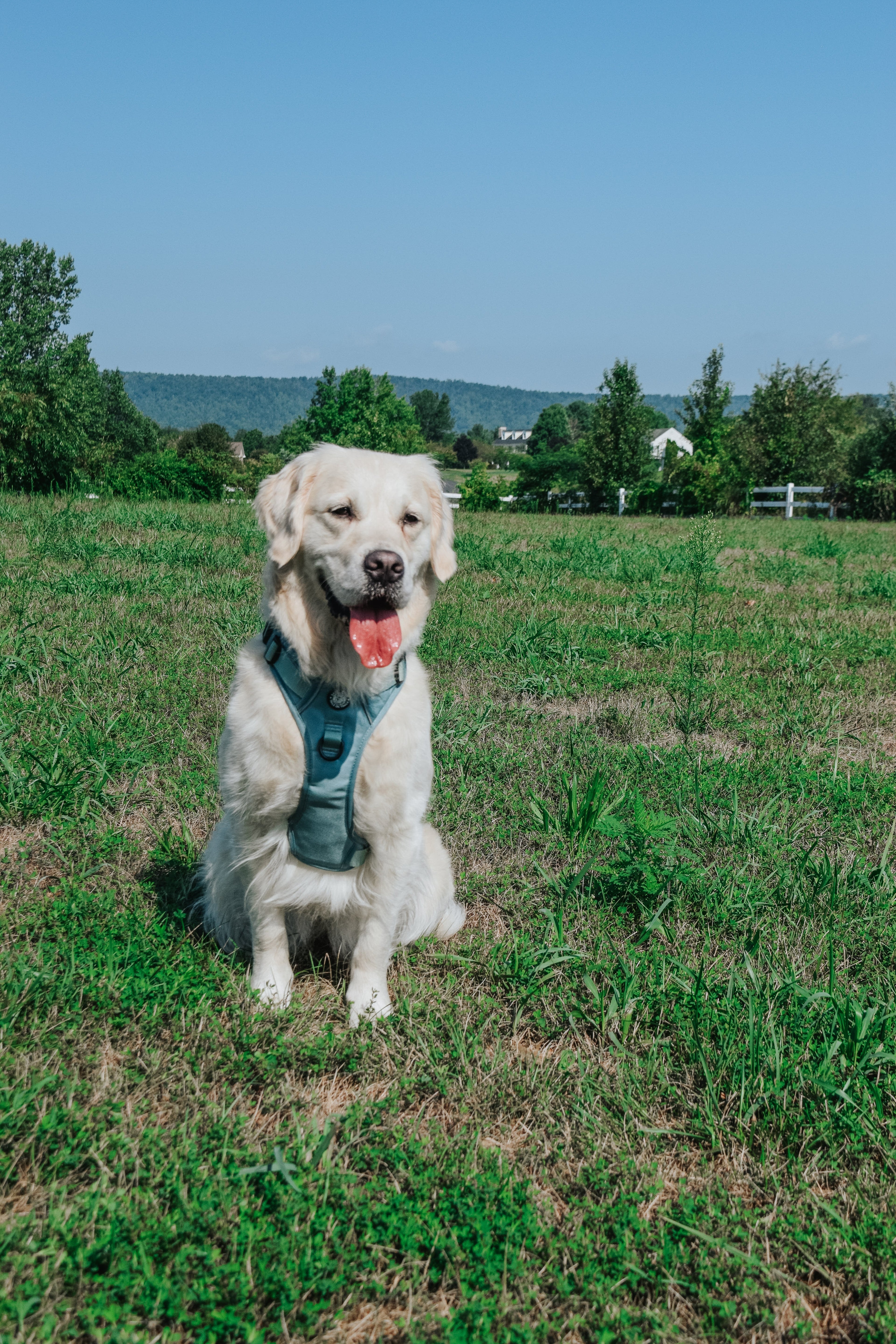 Dog Step-in Harness - Sage