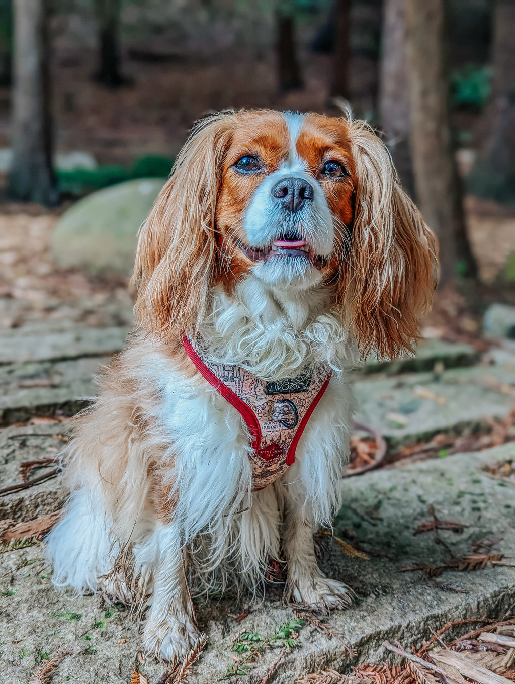 Dog Adjustable Harness - Harry Potter™ Marauder's Map™