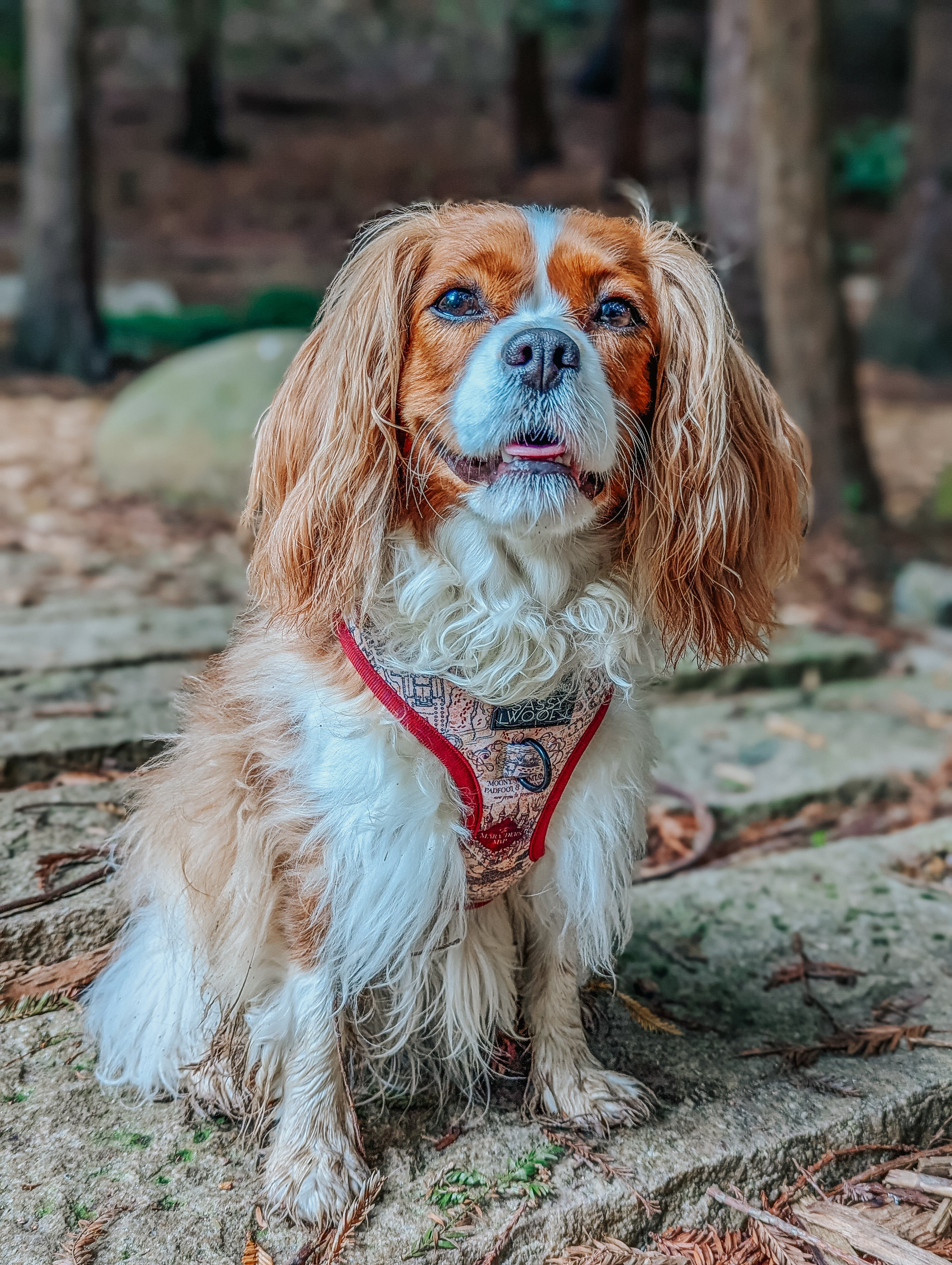 Dog Adjustable Harness - Harry Potter™ Marauder's Map™
