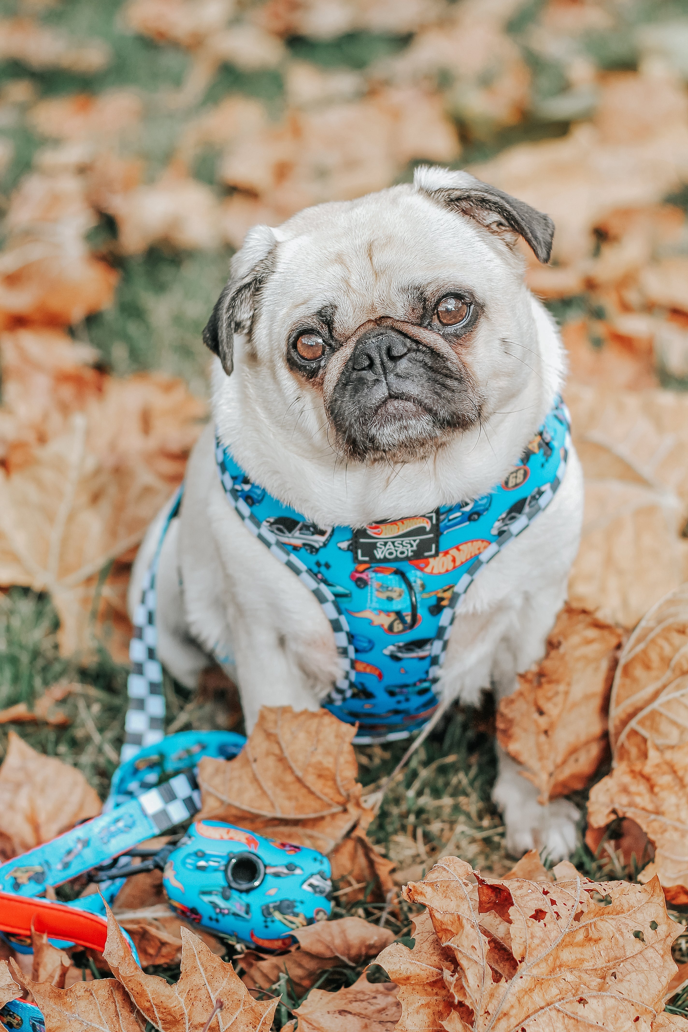 Dog Collar - Hot Wheels™