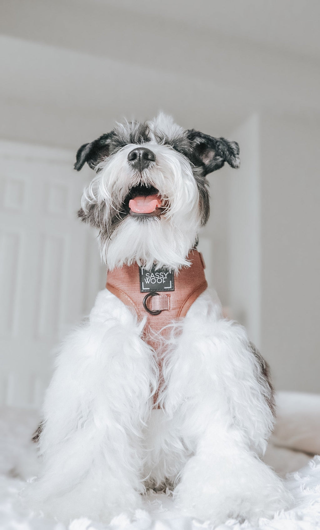 Dog Adjustable Harness - Teddy