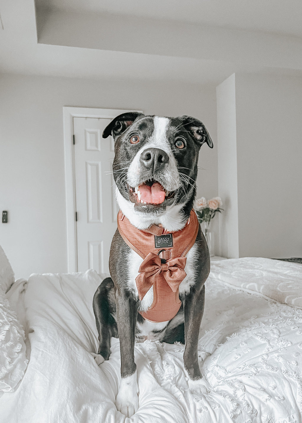 Dog Adjustable Harness - Teddy