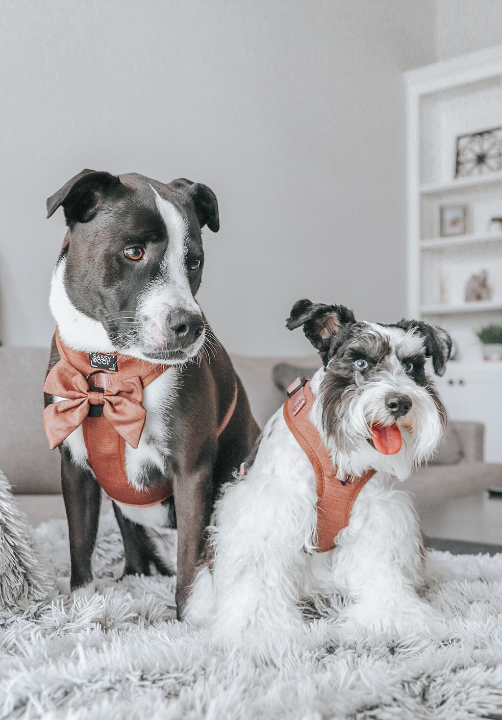 Dog Adjustable Harness - Teddy