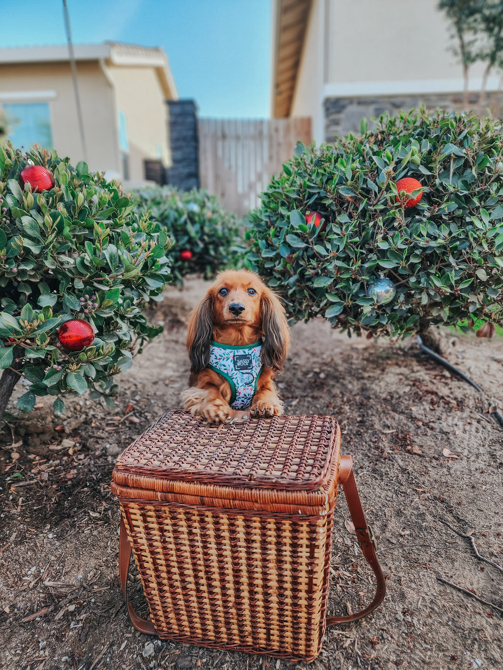 Dog Adjustable Harness - Under the Mistletoe