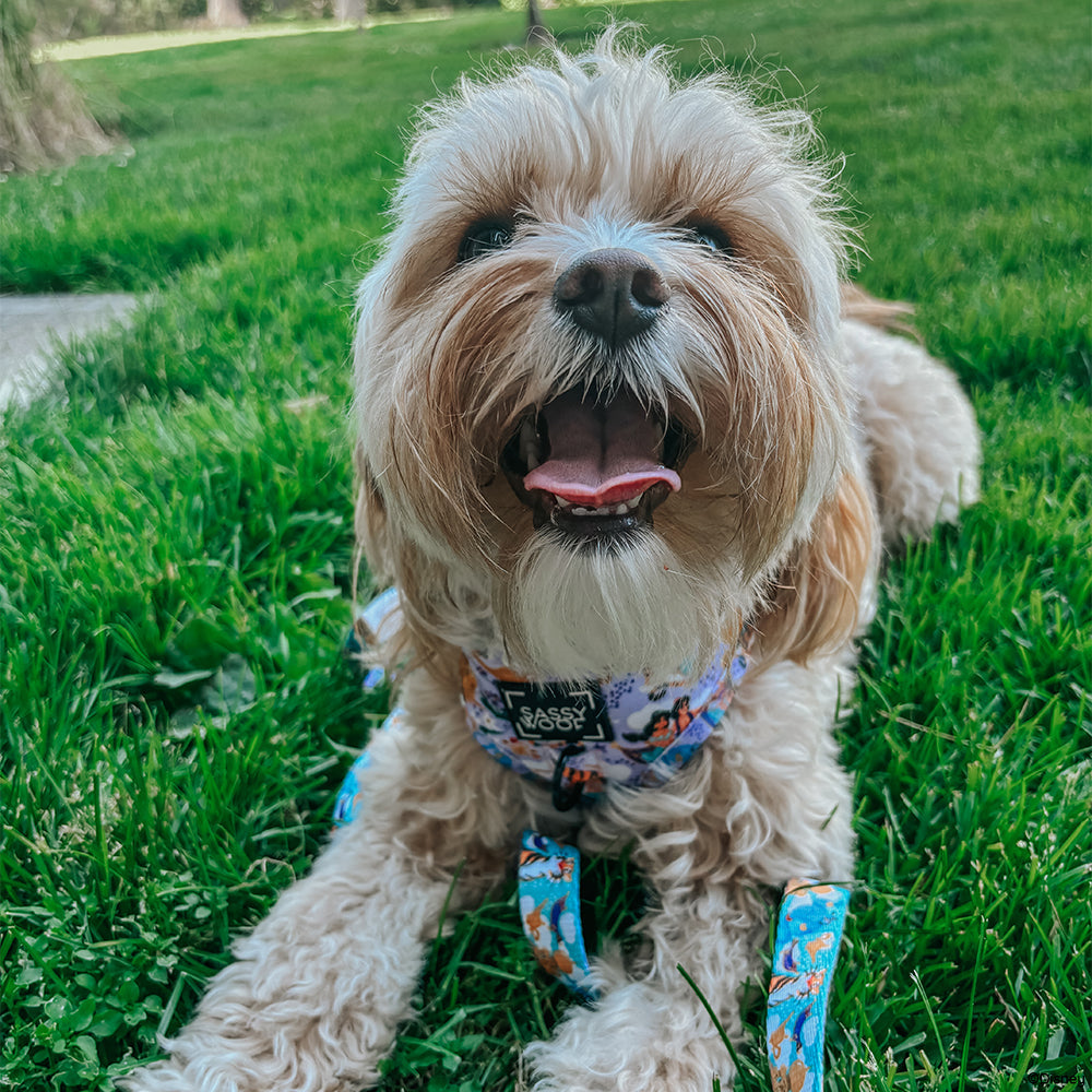 Dog Leash - Disney's Jasmine