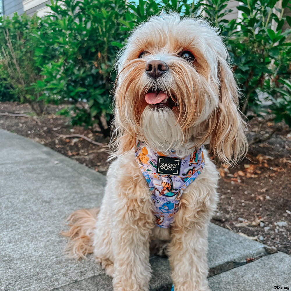 Dog Collar - Disney's Jasmine