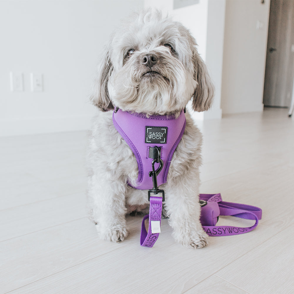 Dog Adjustable Harness - Neon Purple