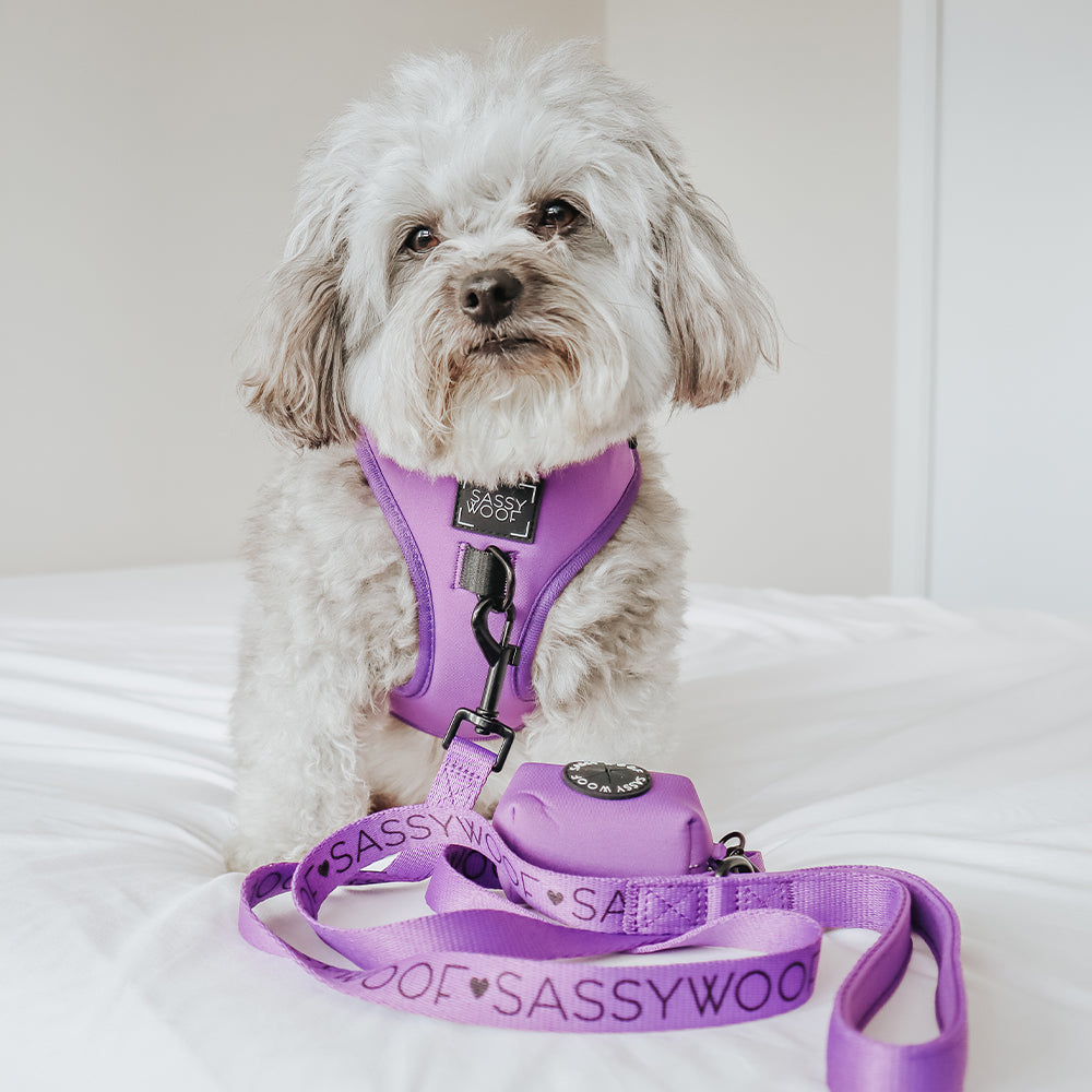 Dog Leash - Neon Purple