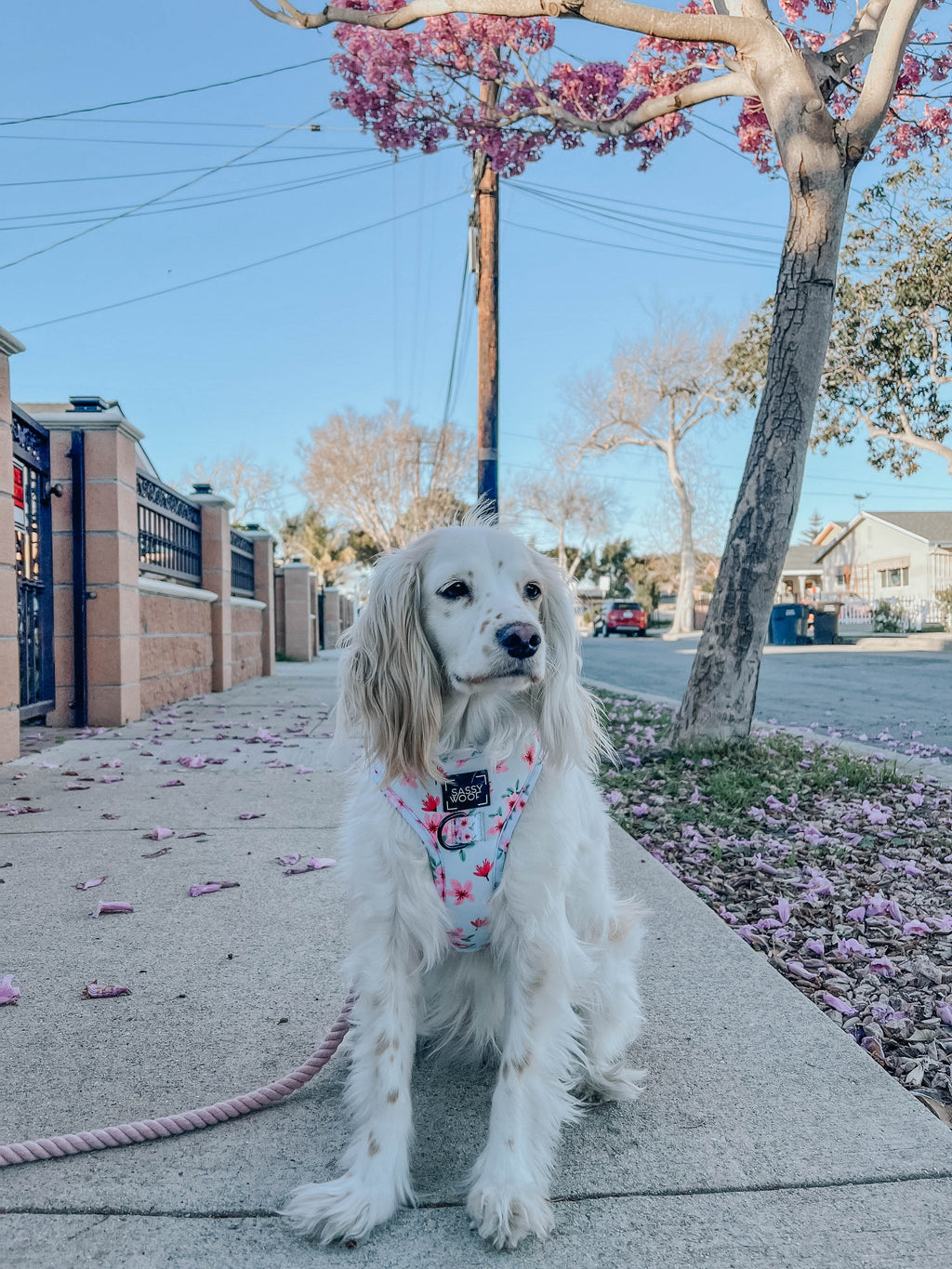 Dog Rope Leash - Lavender