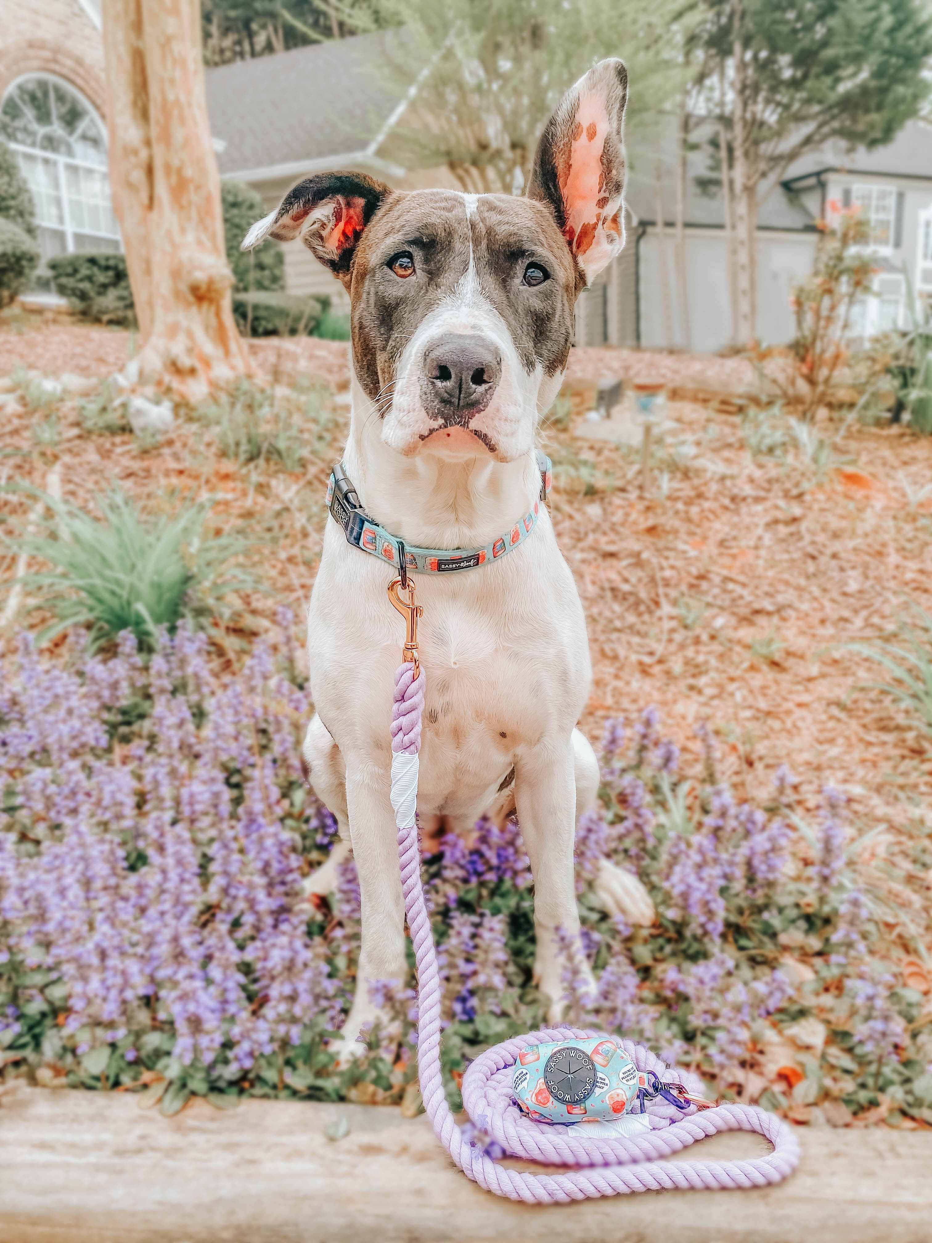Dog Rope Leash - Lavender