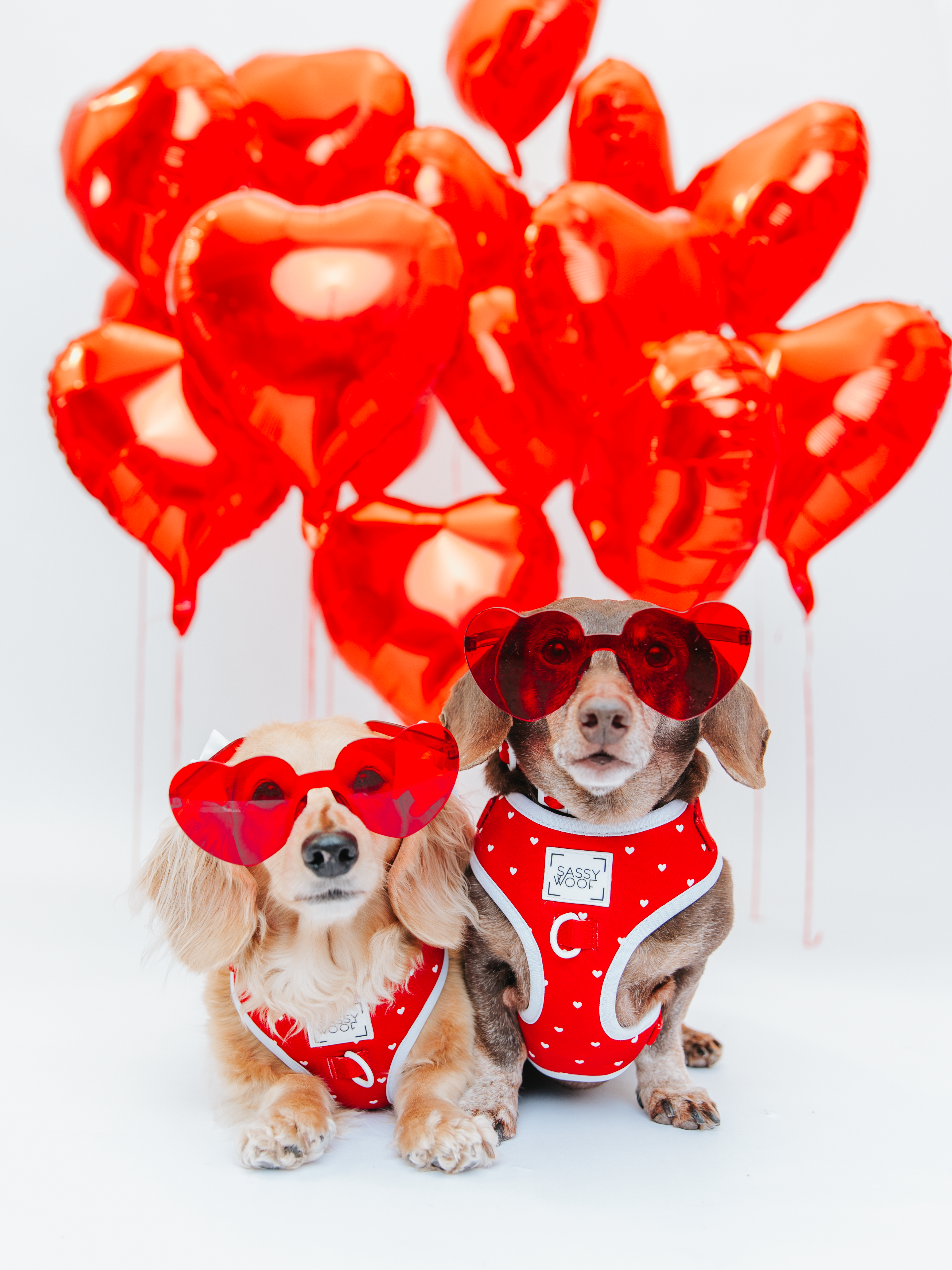 Dog Collar - Little Love