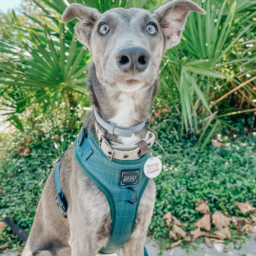 Dog Adjustable Harness - Forest