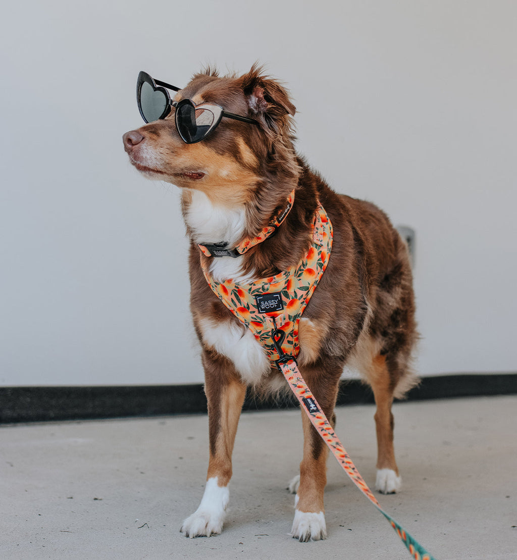 Dog Collar - Mango Tango
