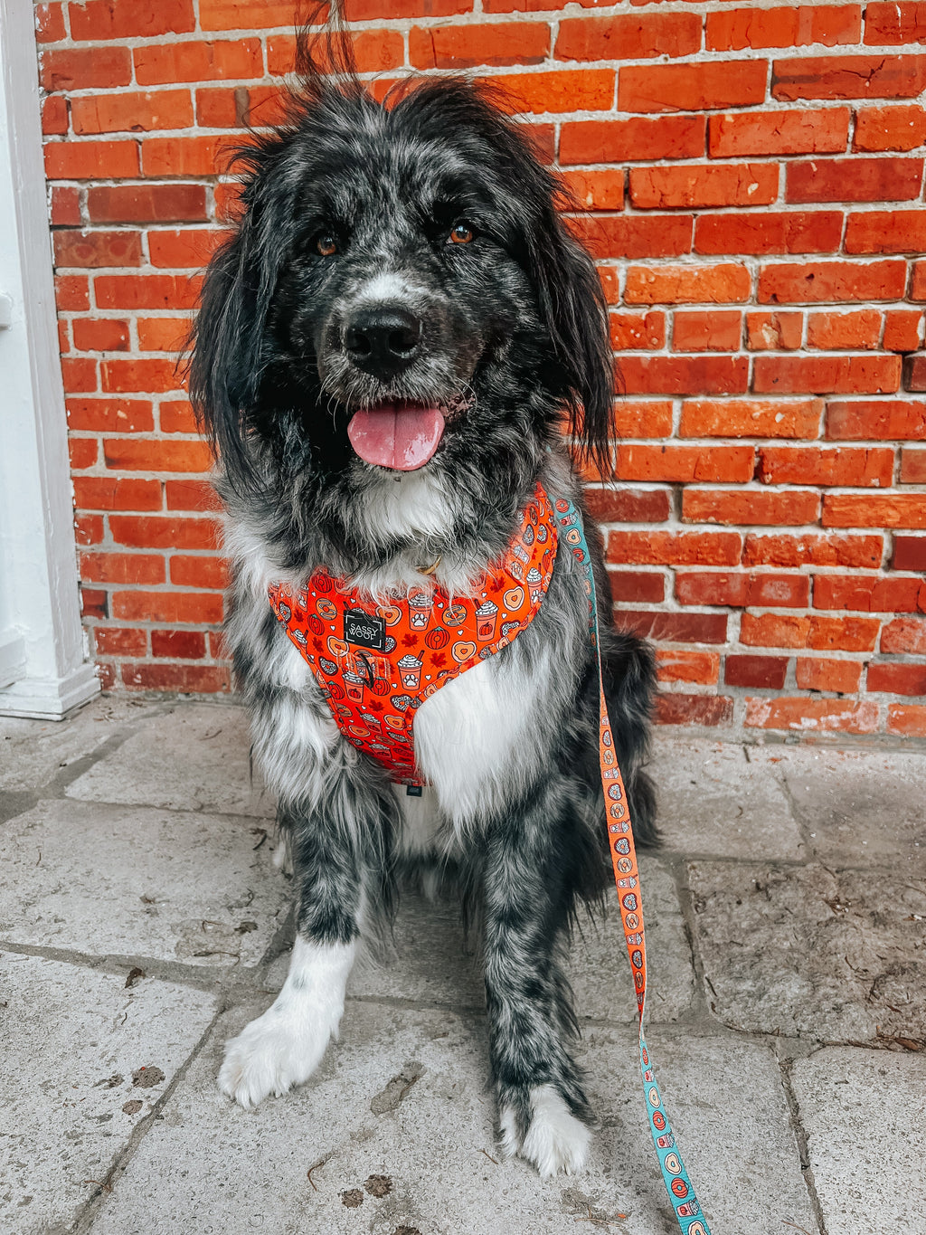 Dog Collar - Pupkin Donuts
