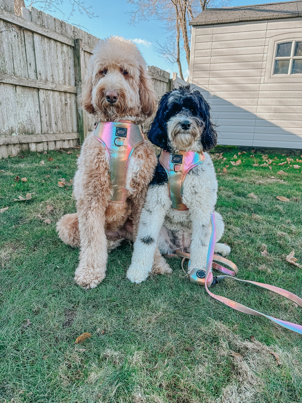 Dog Adjustable Harness - The Night Life