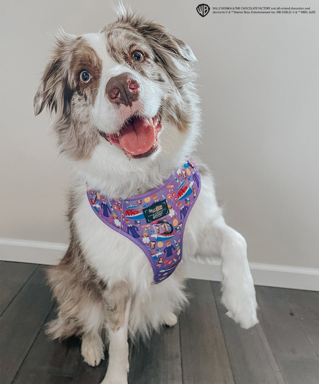 Dog Adjustable Harness - Willy Wonka & The Chocolate Factory™