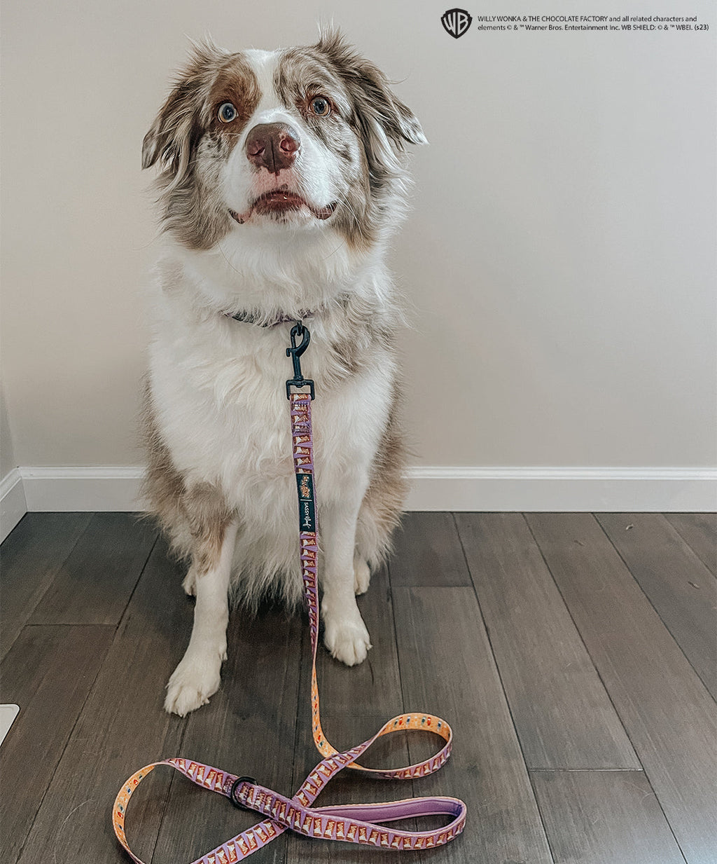 Dog Collar - Willy Wonka & The Chocolate Factory™