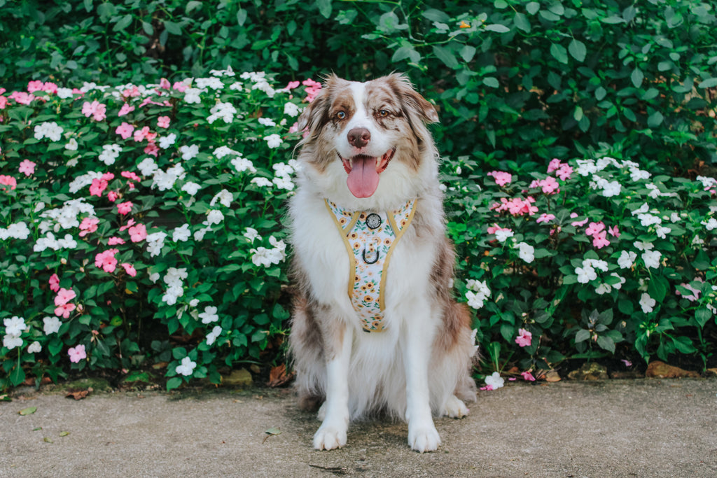 Dog Step-In Harness - Sunflower Dreams