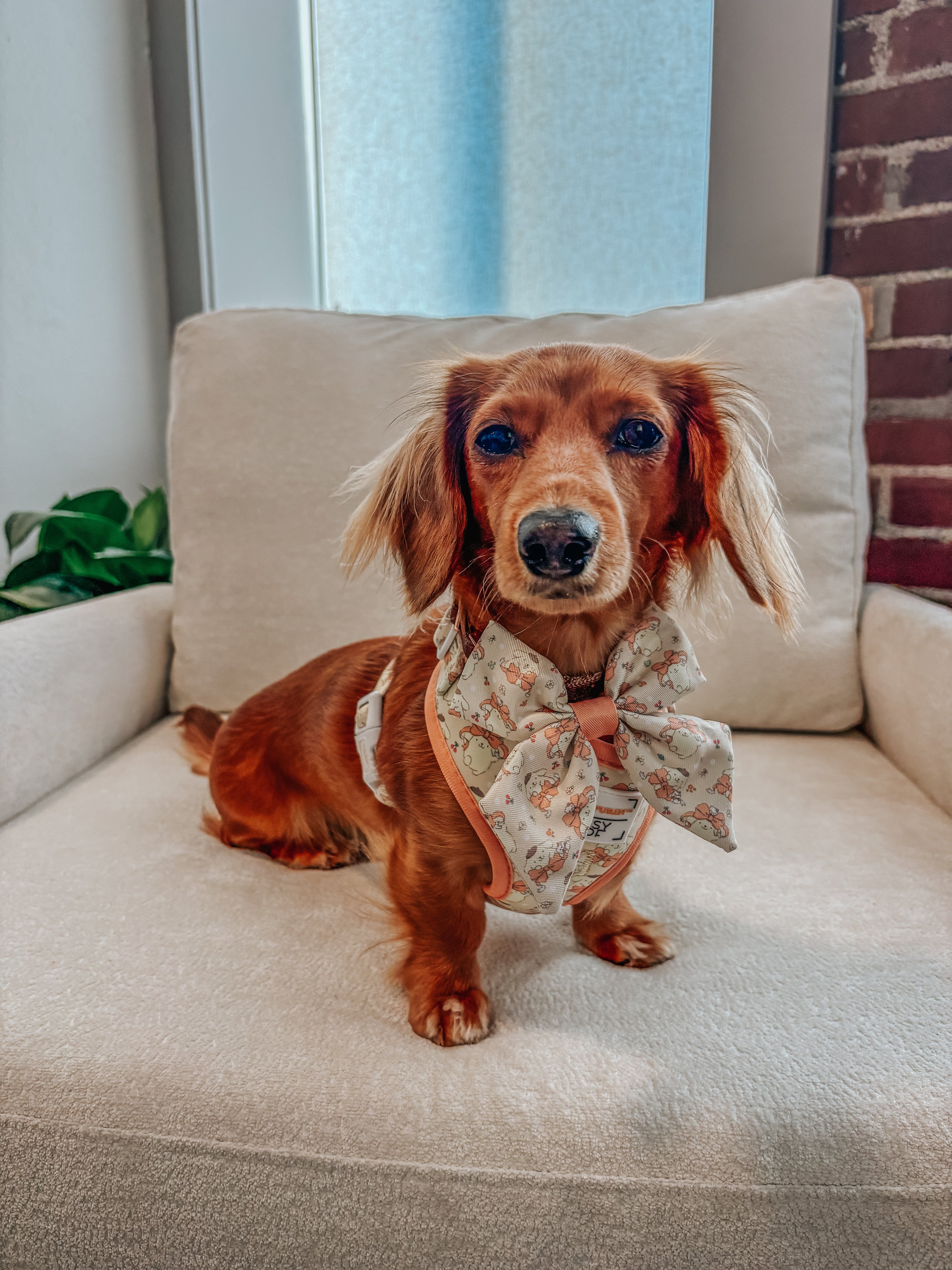 Dog Adjustable Harness - Pompompurin™