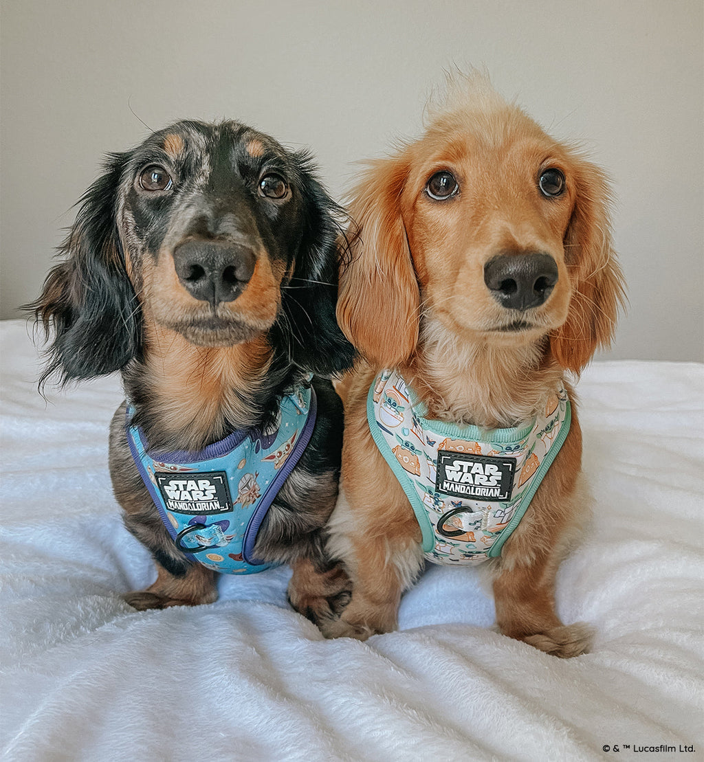 Dog Adjustable Harness - STAR WARS™ The Mandalorian™