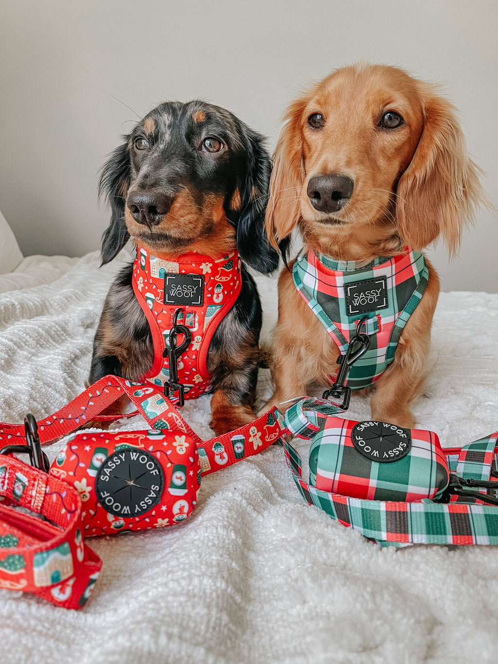 Dog Collar - Jingle Barks