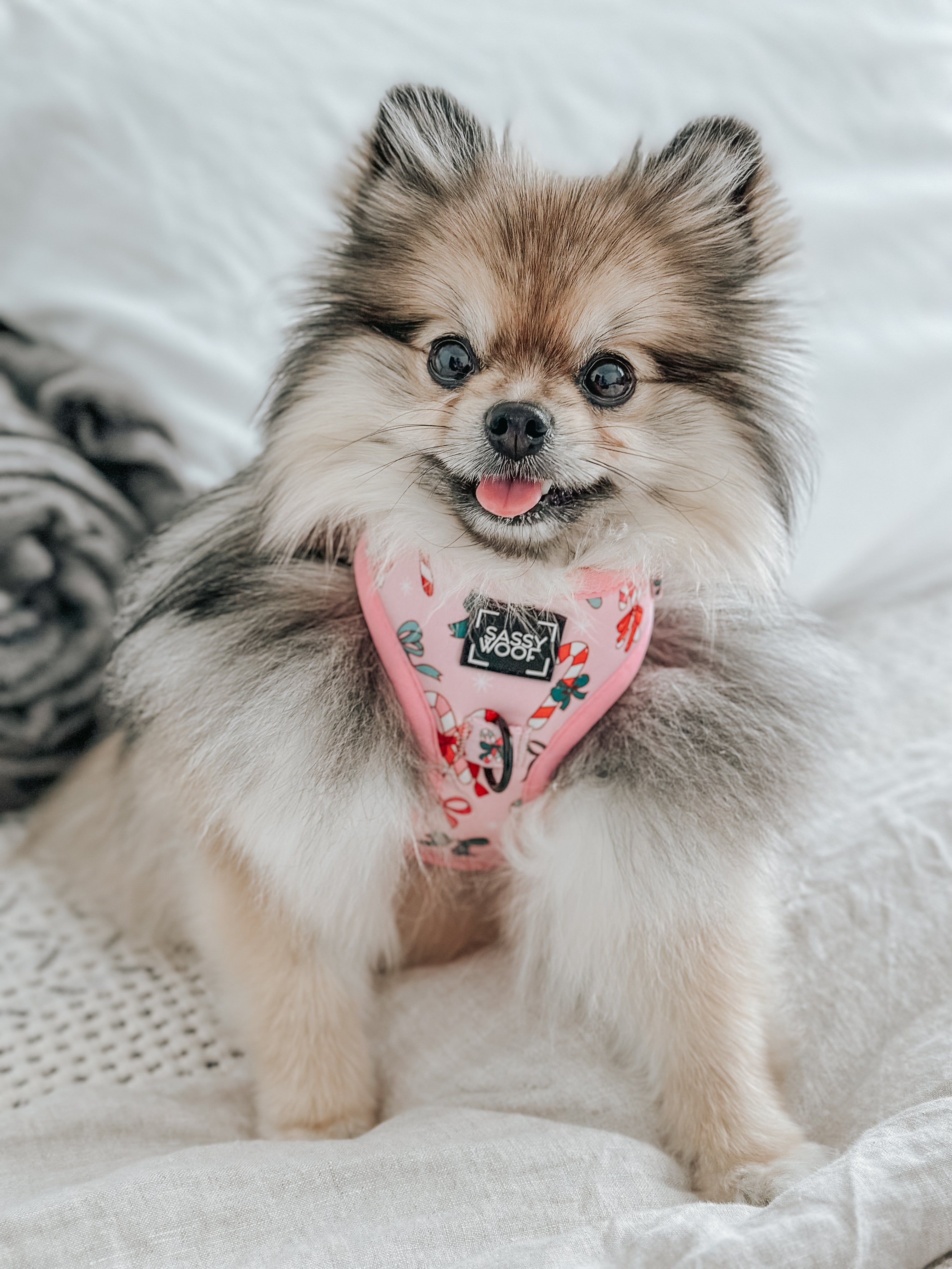 Dog Adjustable Harness - Candy Cane Coquette