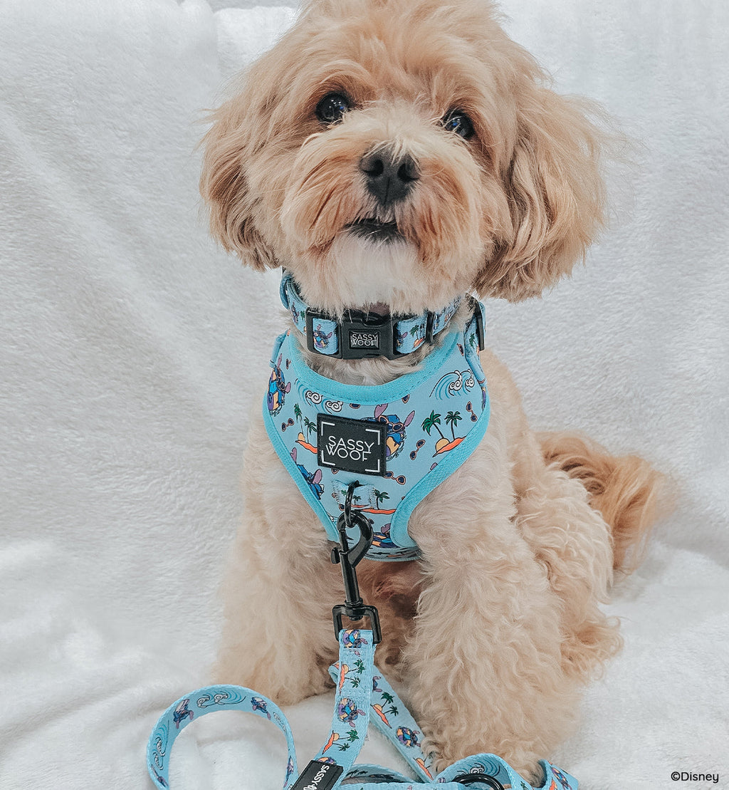Dog Collar - Disney's Stitch